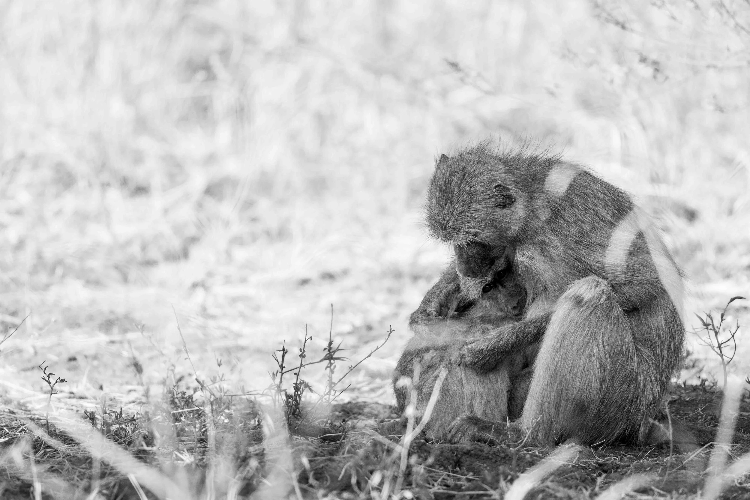 A mother baboon cocooning a little one in her arms.
