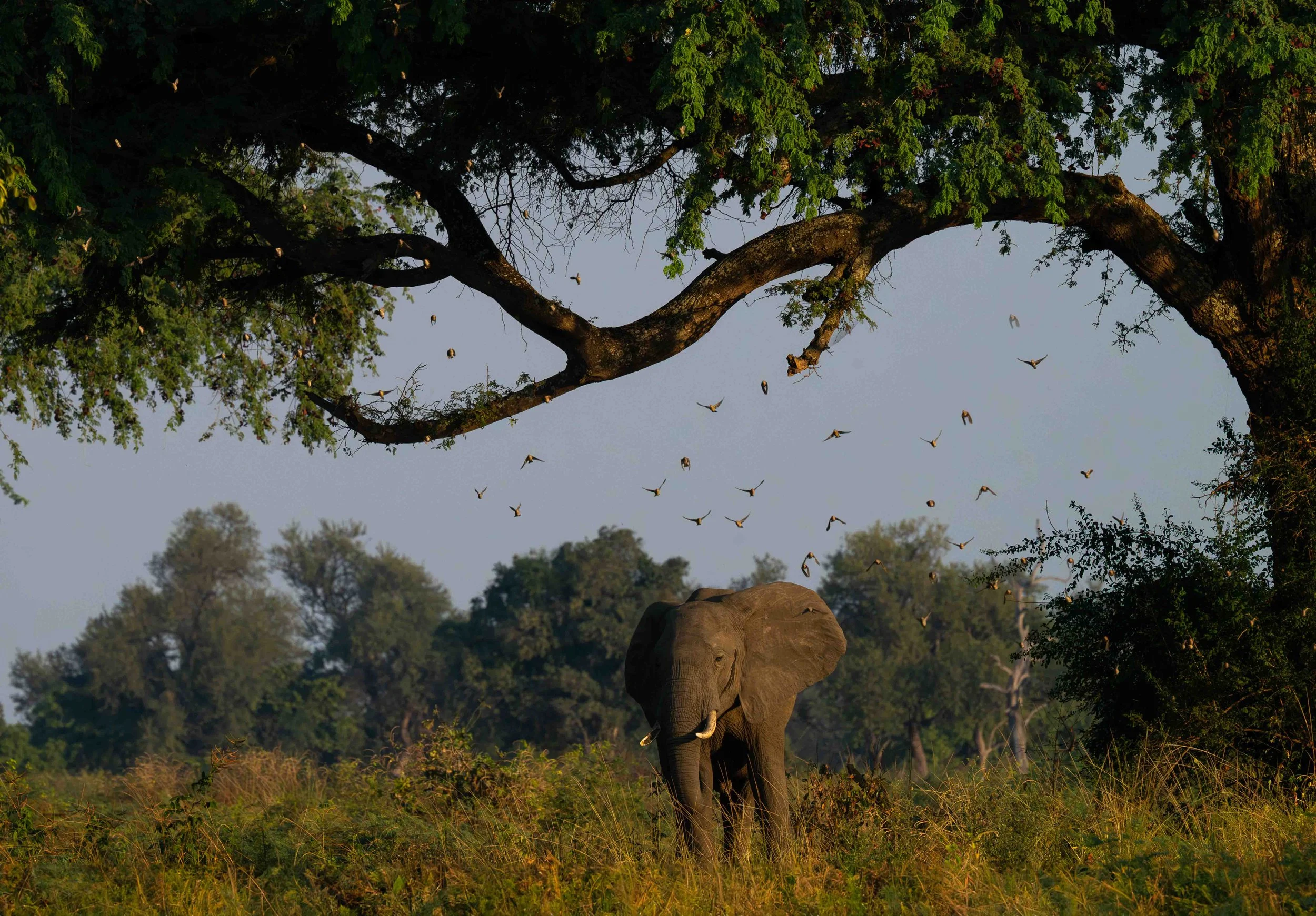 zambia - June 08 - IMG_00024.jpg