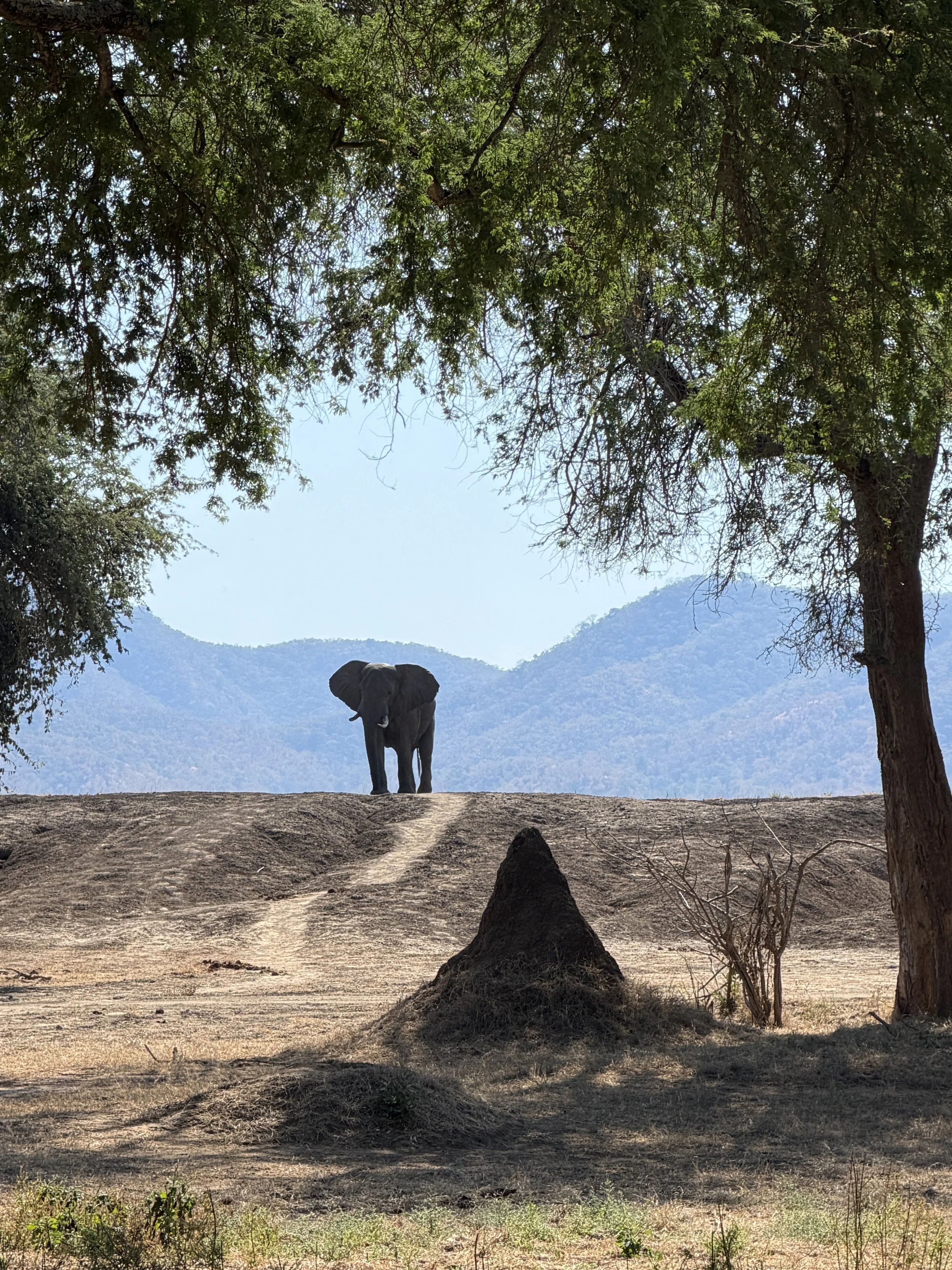 bull elephant entering the Winterthorn forest of the Lower Zambezi