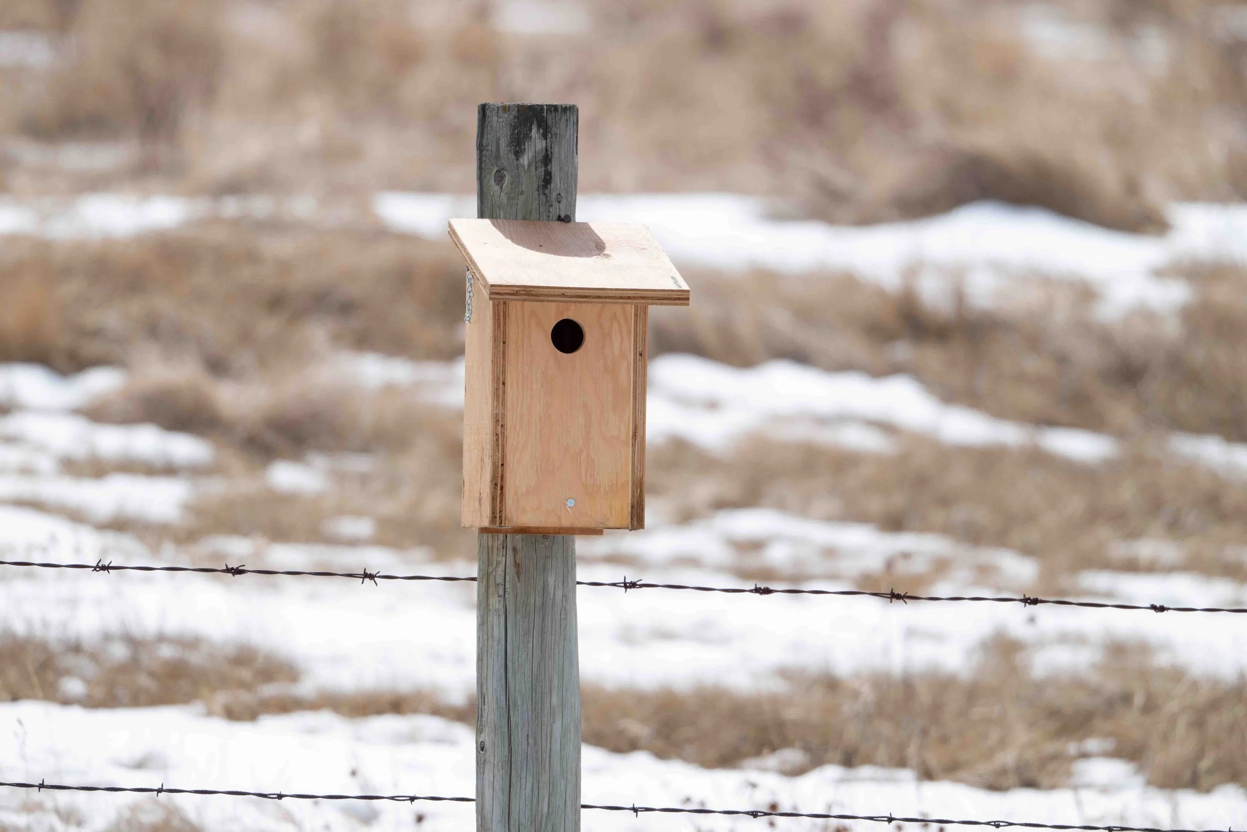 new nestbox design