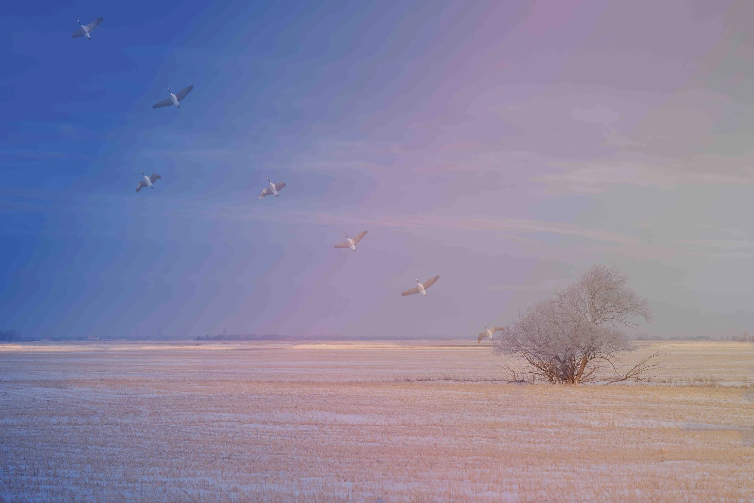 three image multiple exposure of geese flying high
