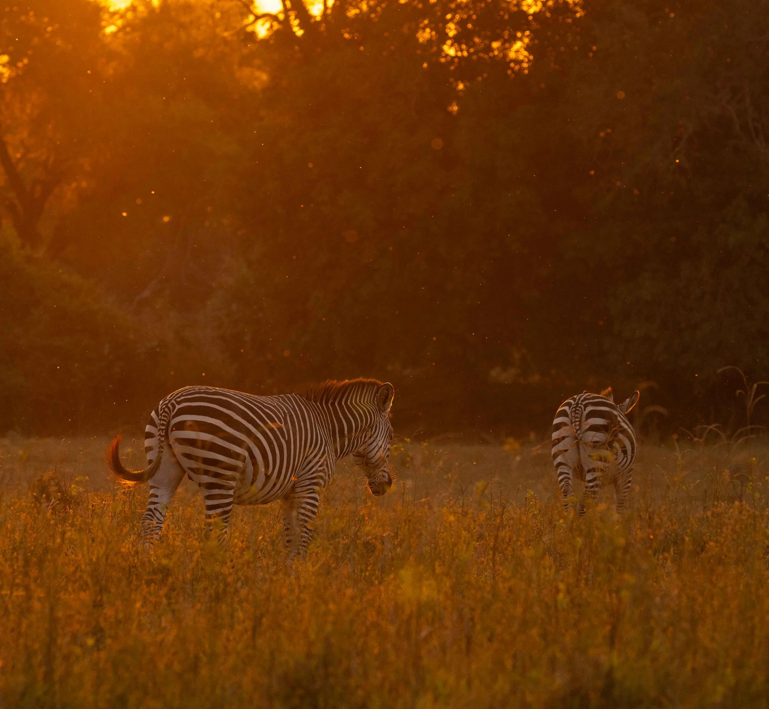 zambia - June 09 - IMG_00006.jpg