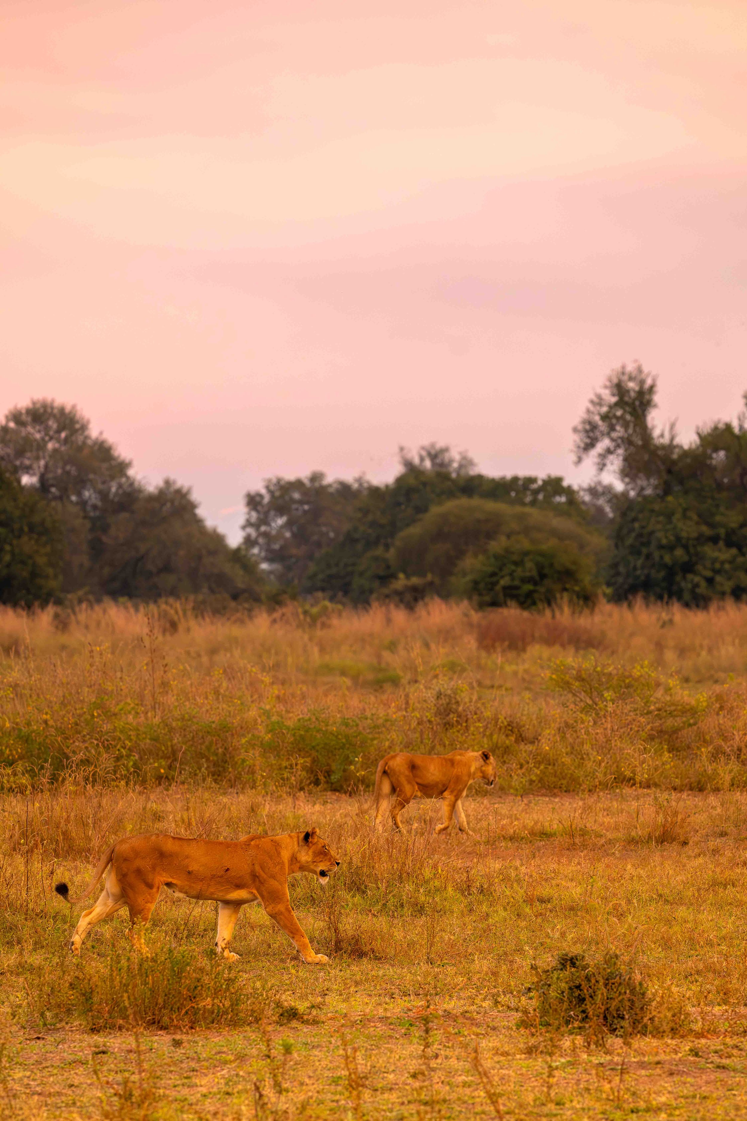 zambia - June 07 - IMG_00001.jpg