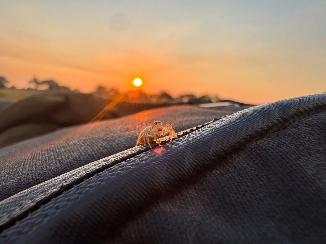 Macro image of a jumping spider