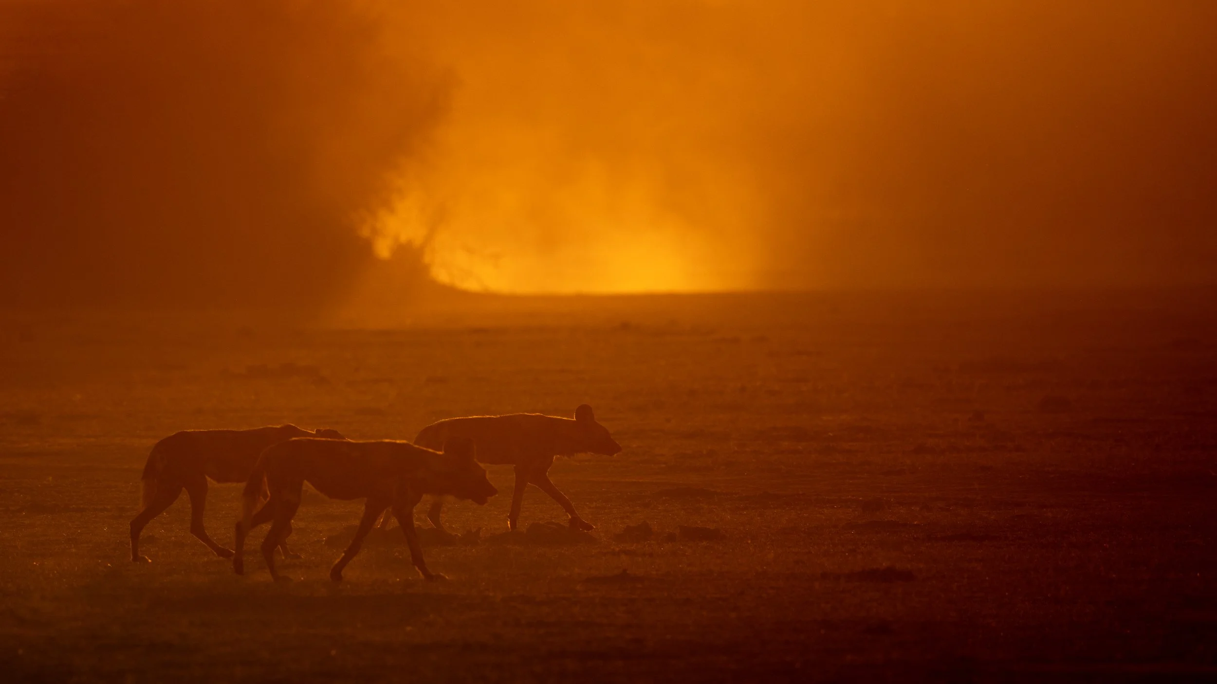 wild dogs stalking prey in the late afternoon sun provides backlight and safari vehicles created dust giving the scene an eerie feel