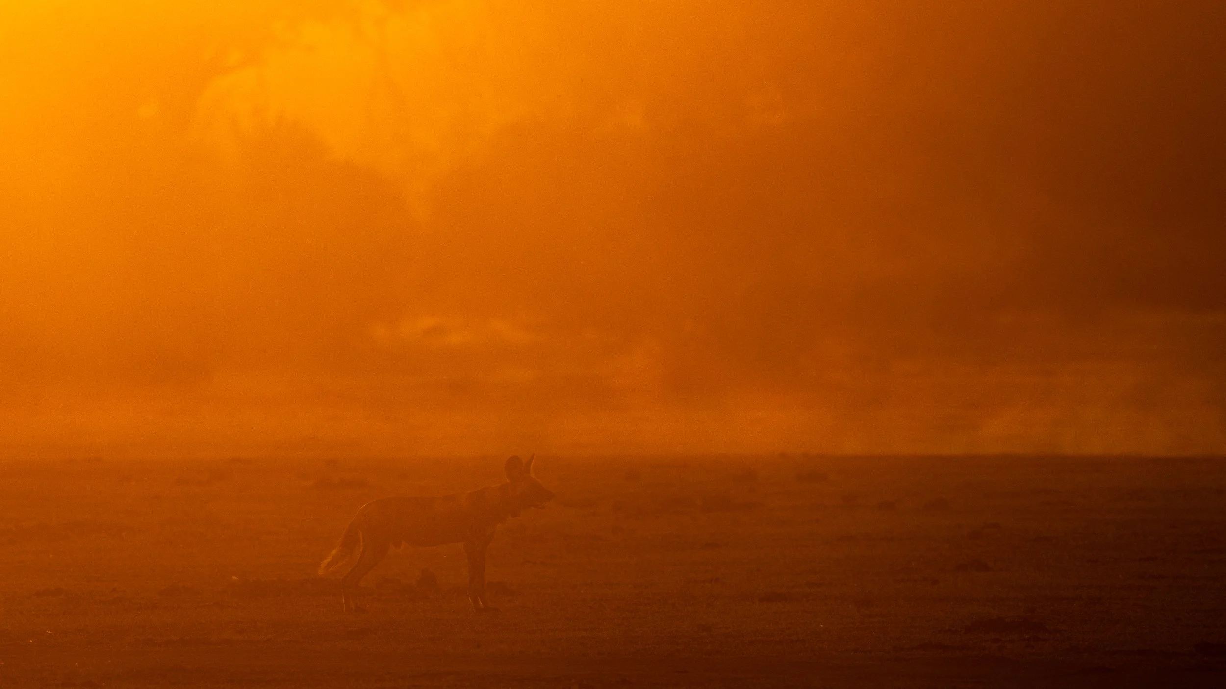 backlight processed-2.jpg