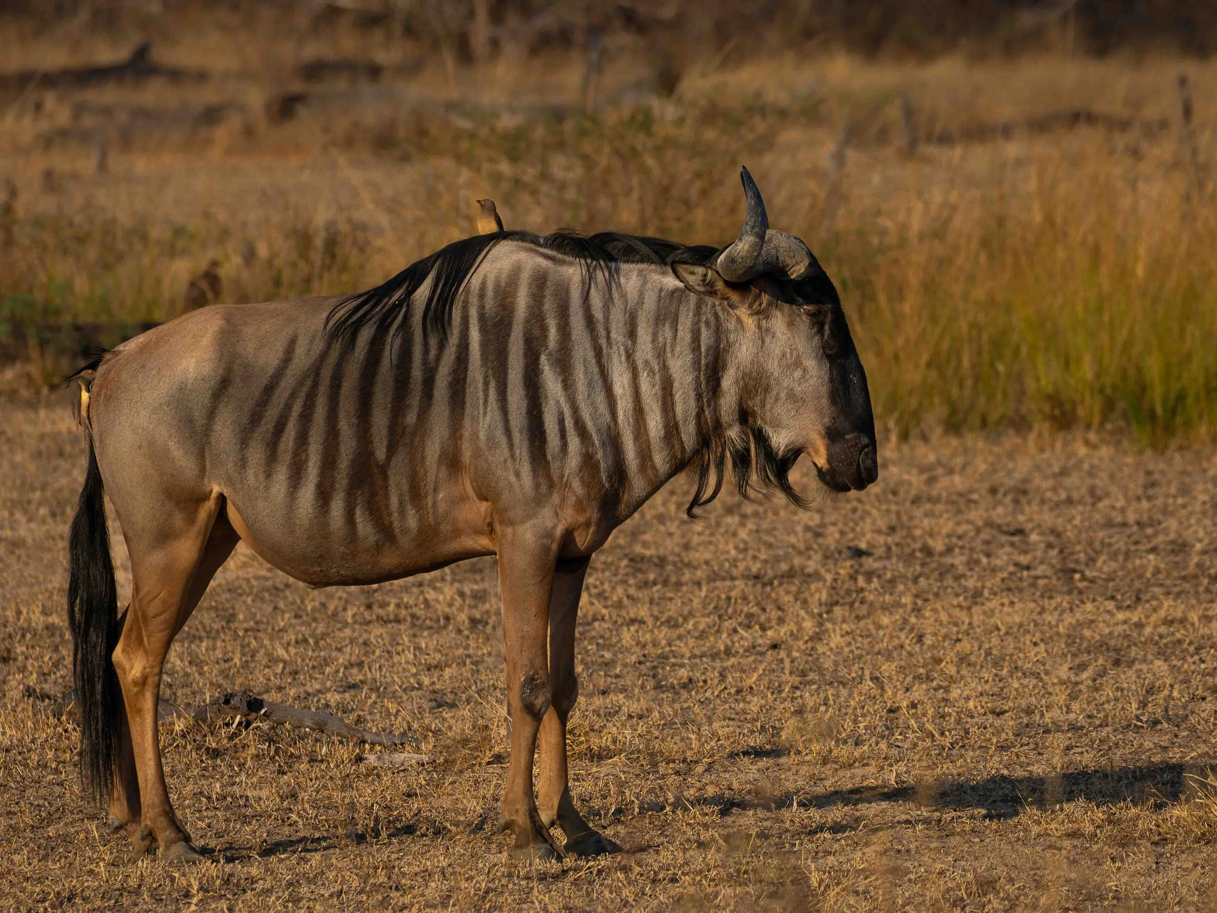 zambia - June 08 - IMG_00007-2.jpg