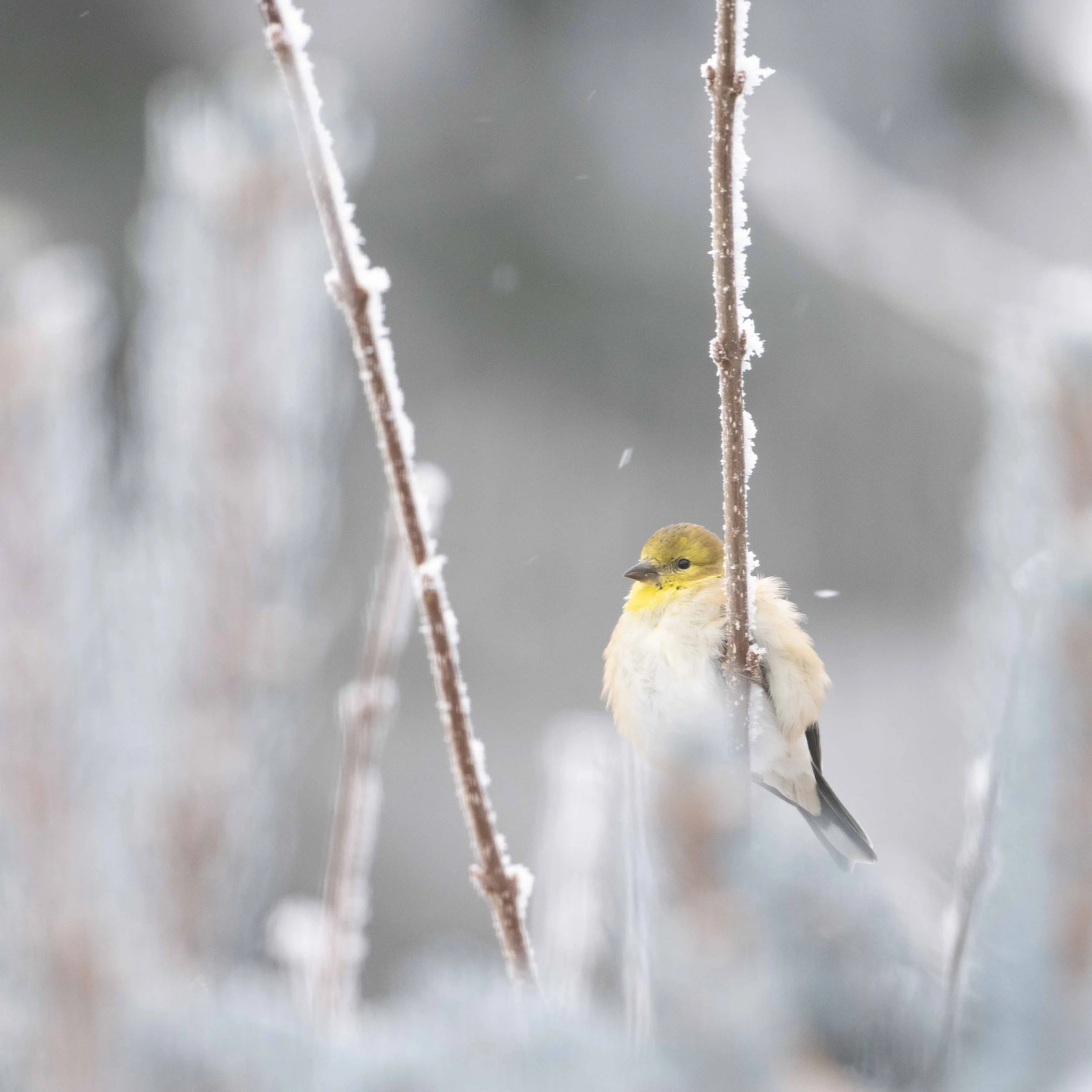 American Goldfinch fluffed up in the winter cold snap.