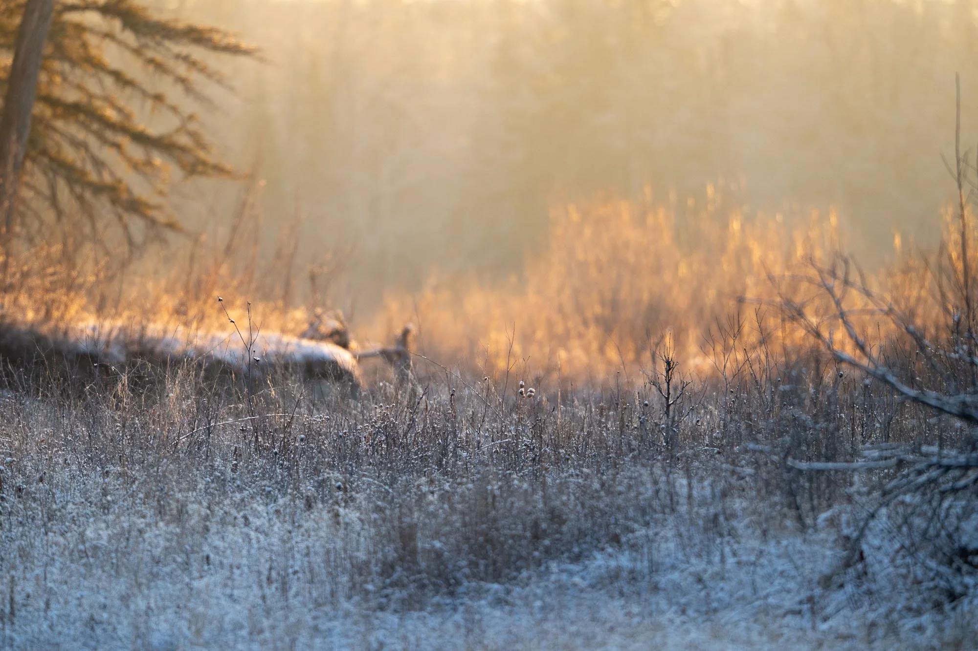 frosty morning light captured as the sun rises over a field.