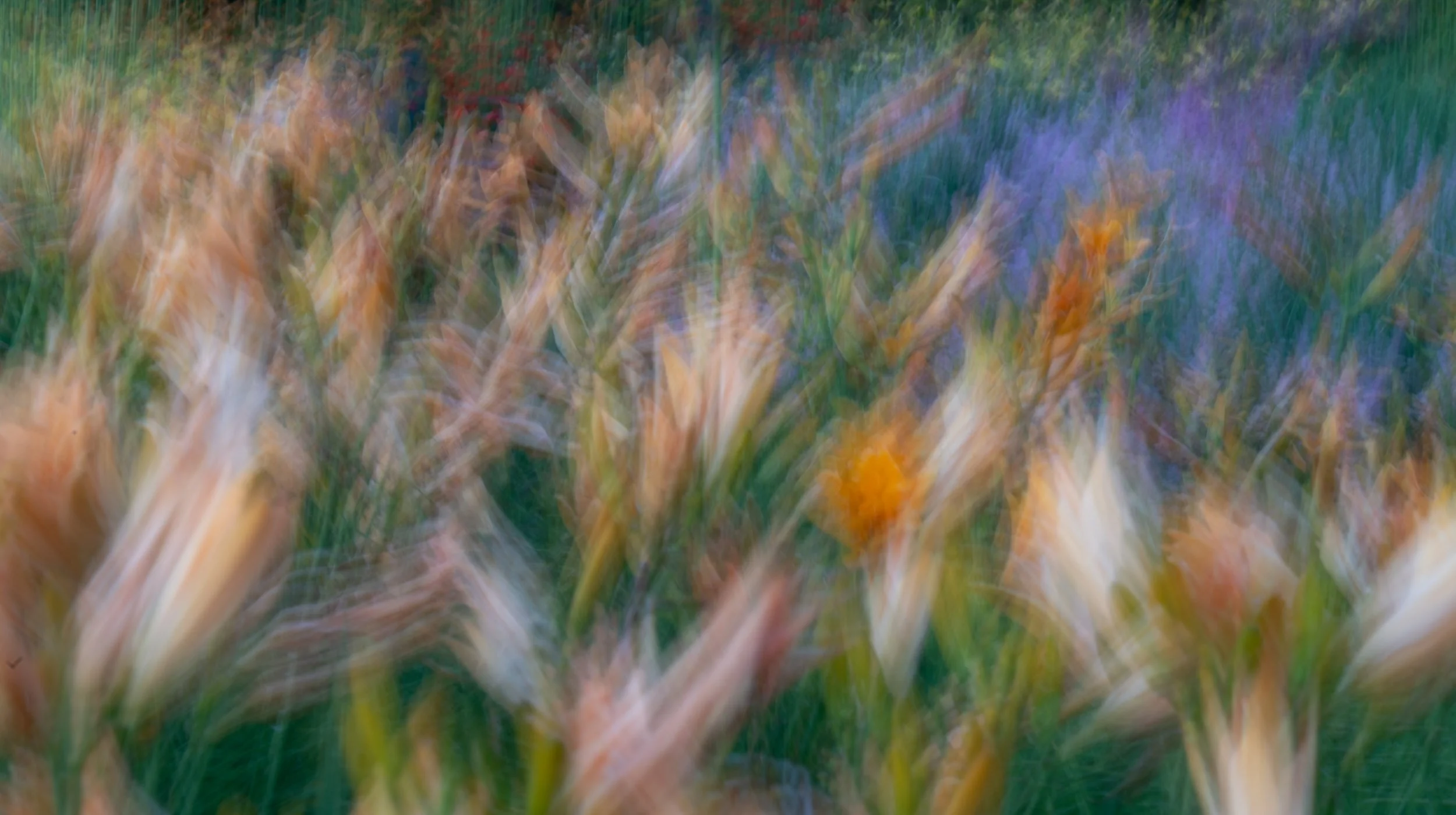 ICM of the perennial gardens at Kingsbrae