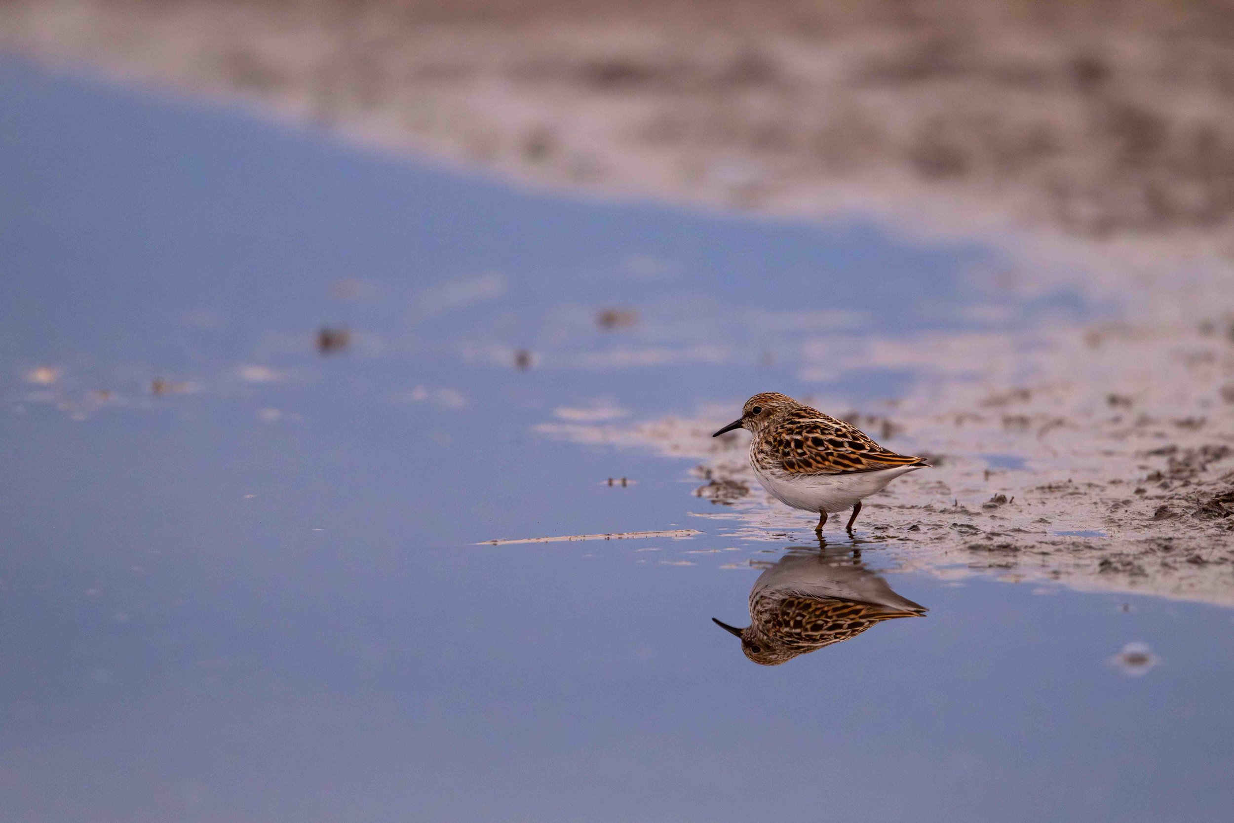 semipilated sandpiper in an early morning reflection