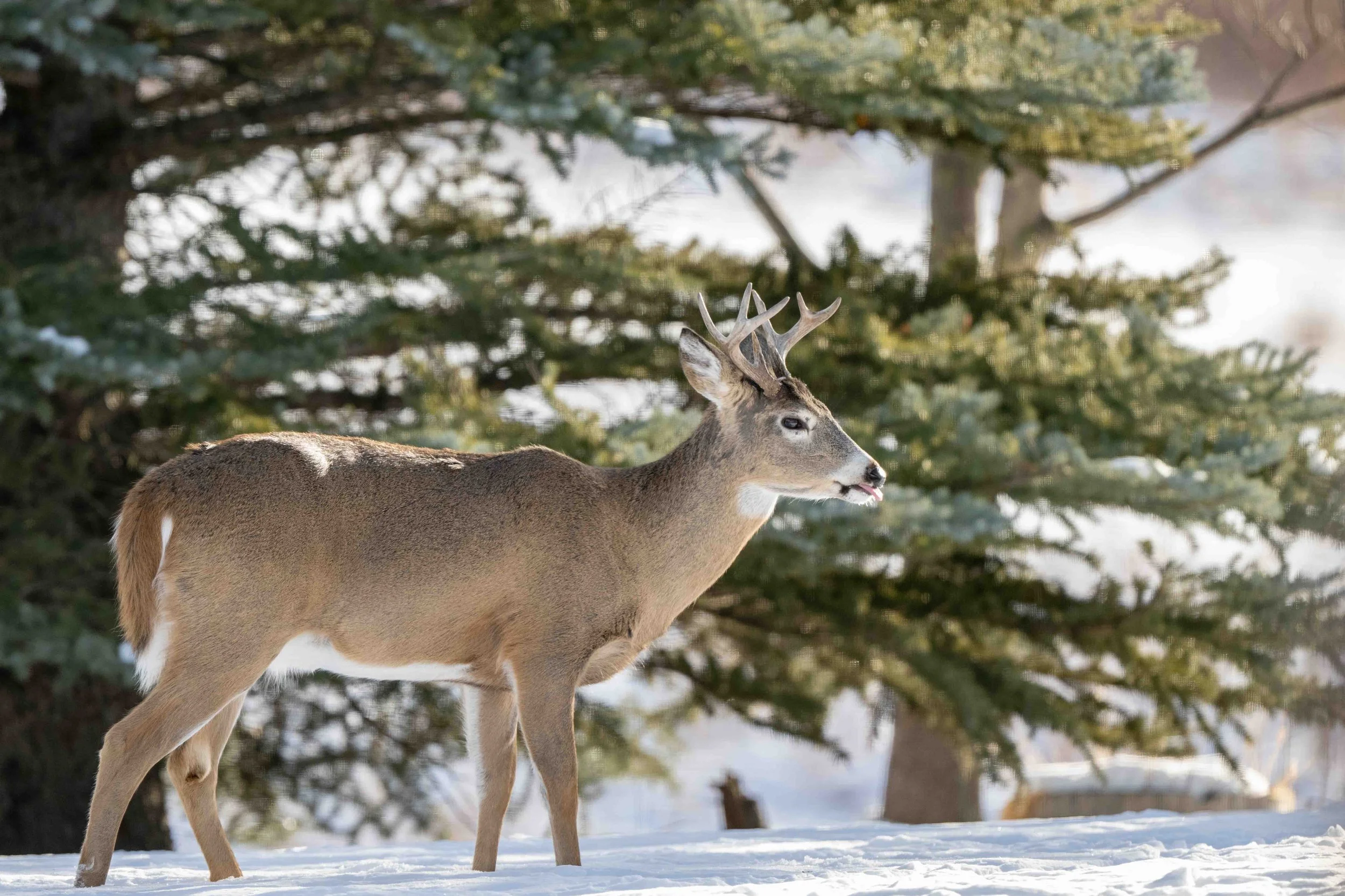 A buck visiting the backyard in winter
