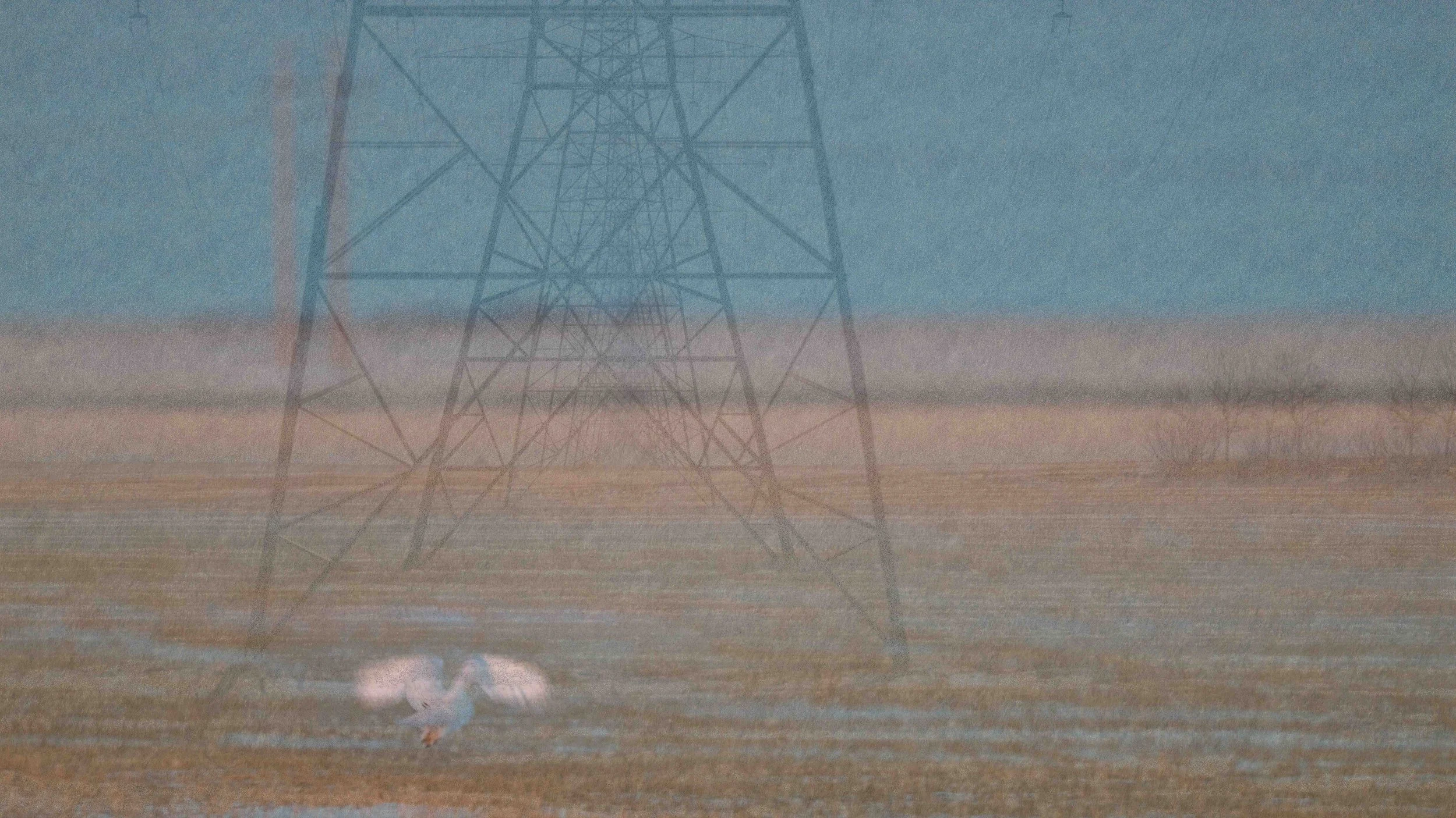 multiple exposure image of a snowy owl and a series of power transmission lines