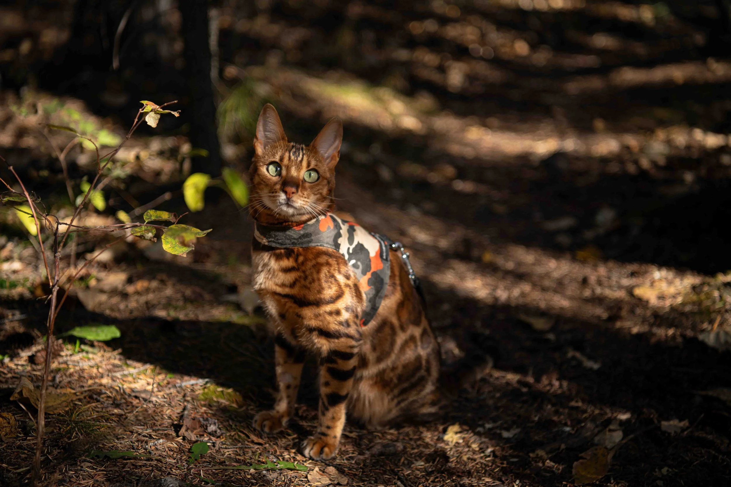RAW file image of Roxy the Bengal cat