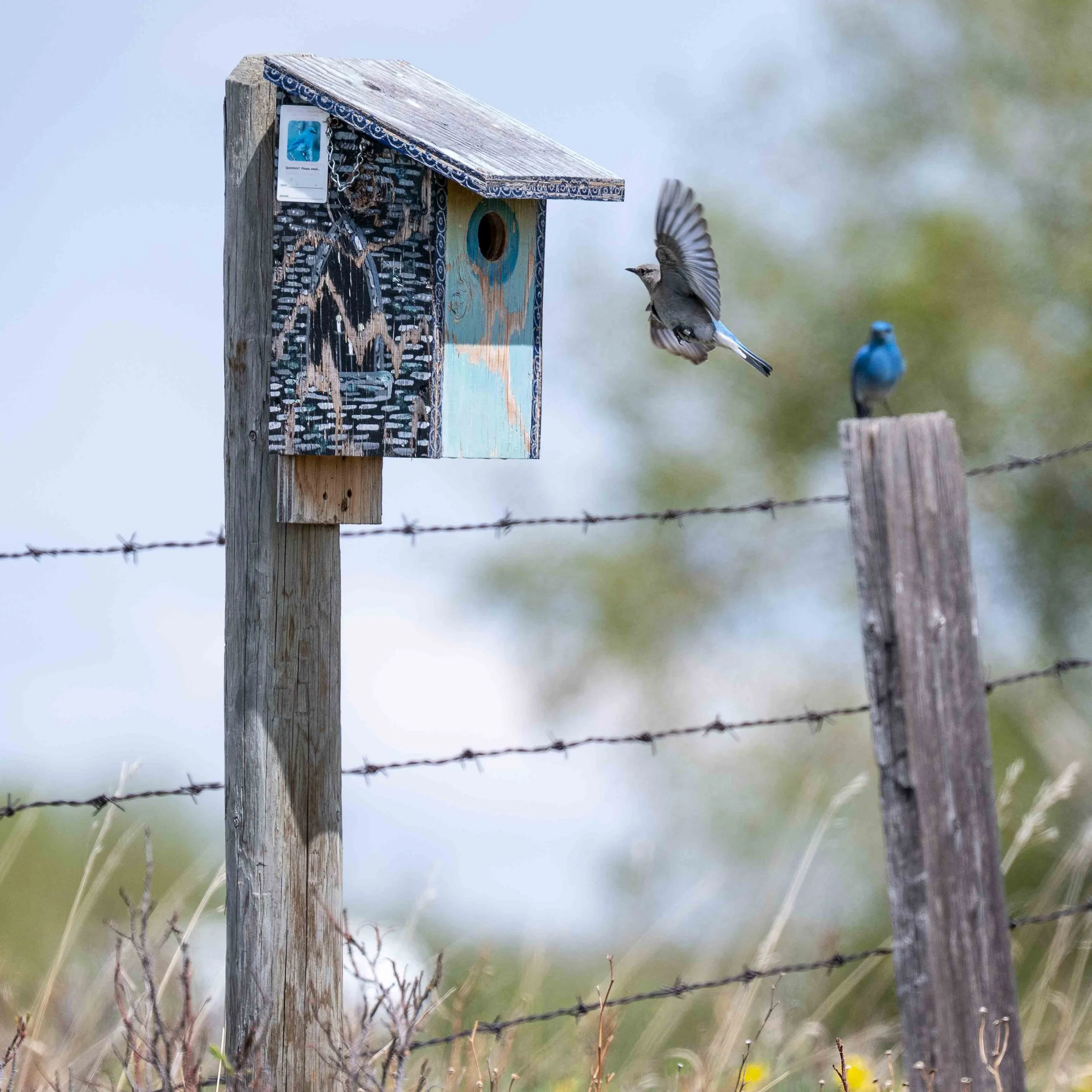 male and female mountain bluebirds making a nest in a nestbox