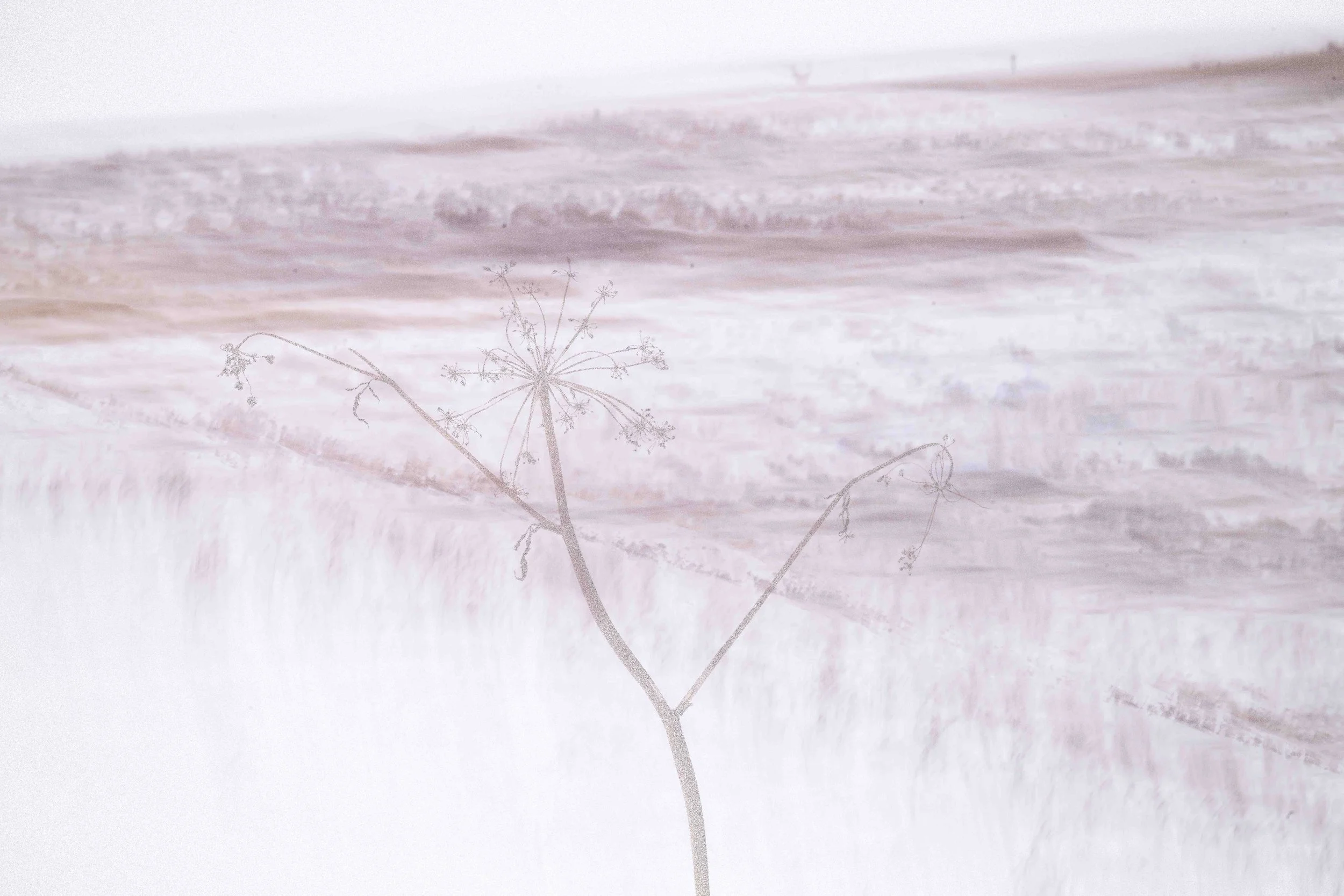 multiple exposure of a dead plant and ICM landscape
