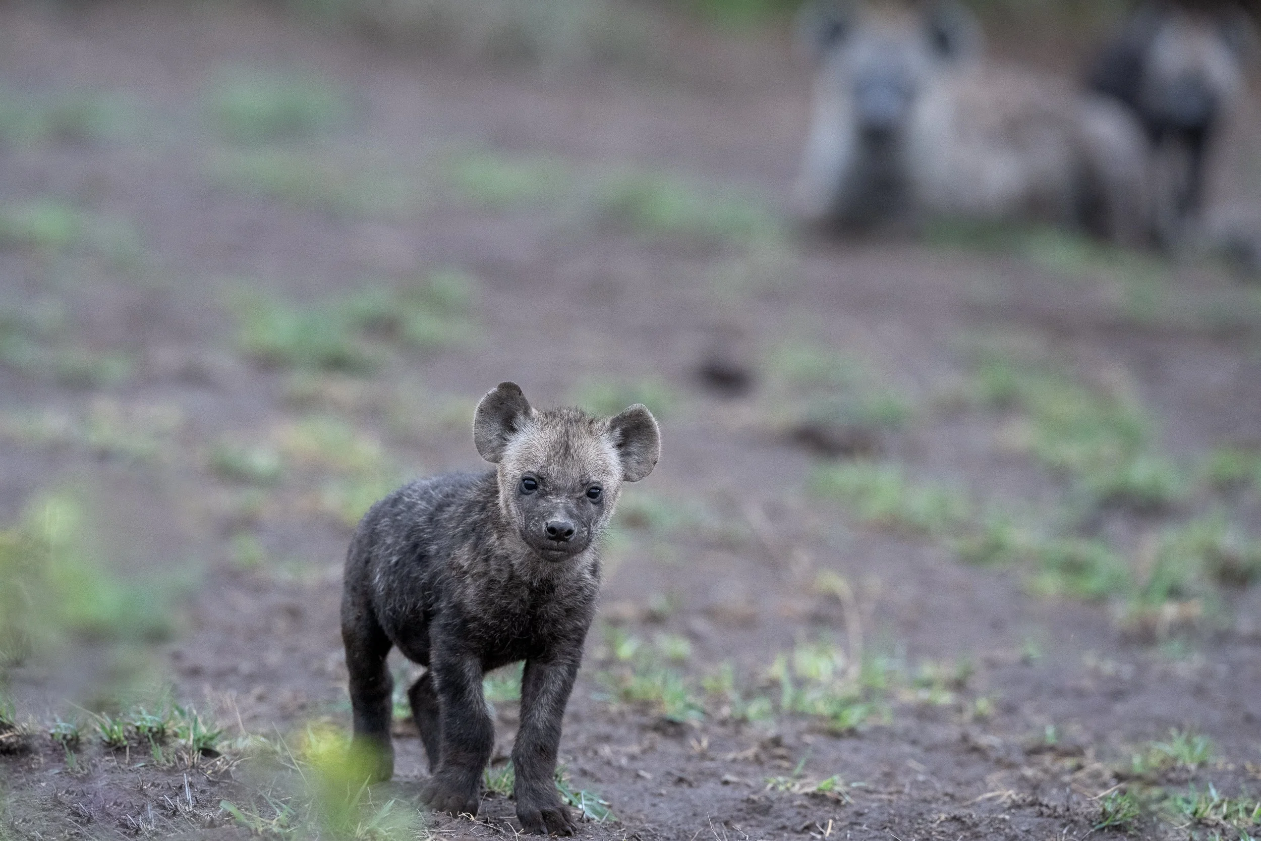 Hyena cub
