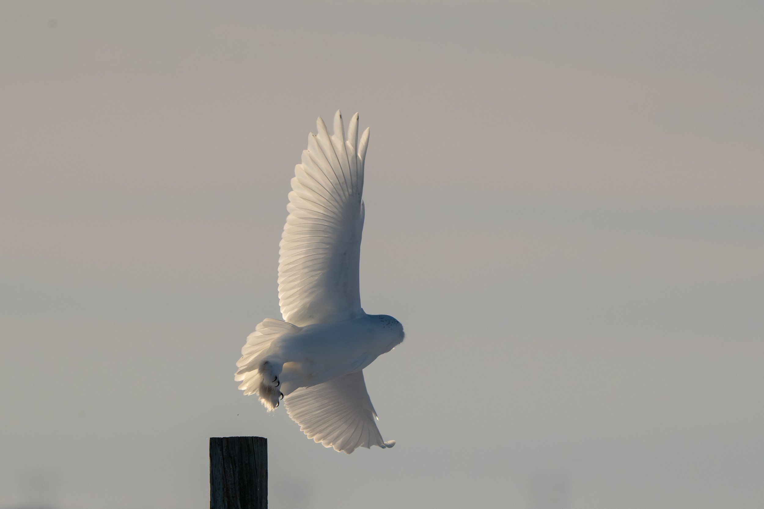 male snowy owl in flight