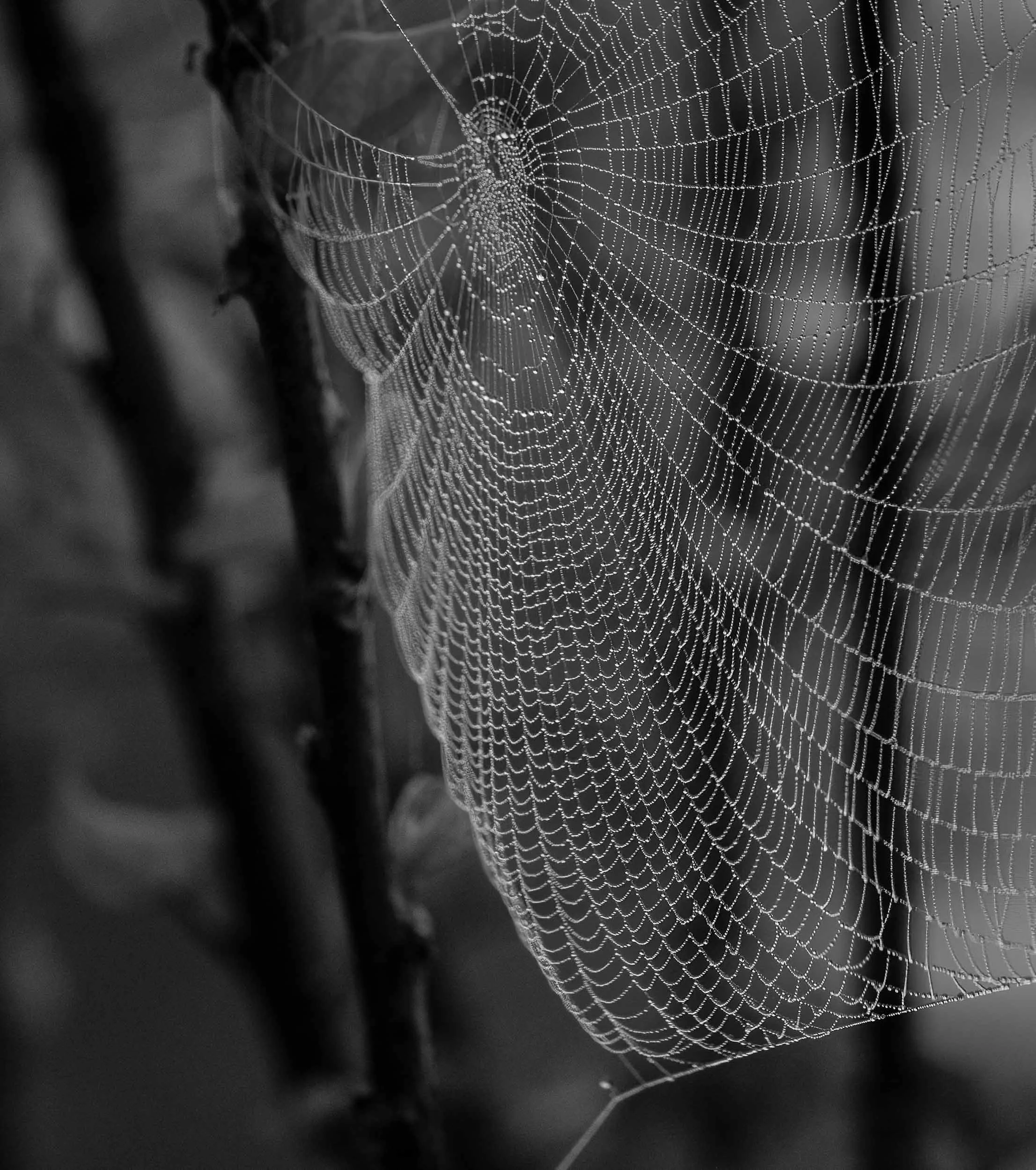 spider's web in the morning dew