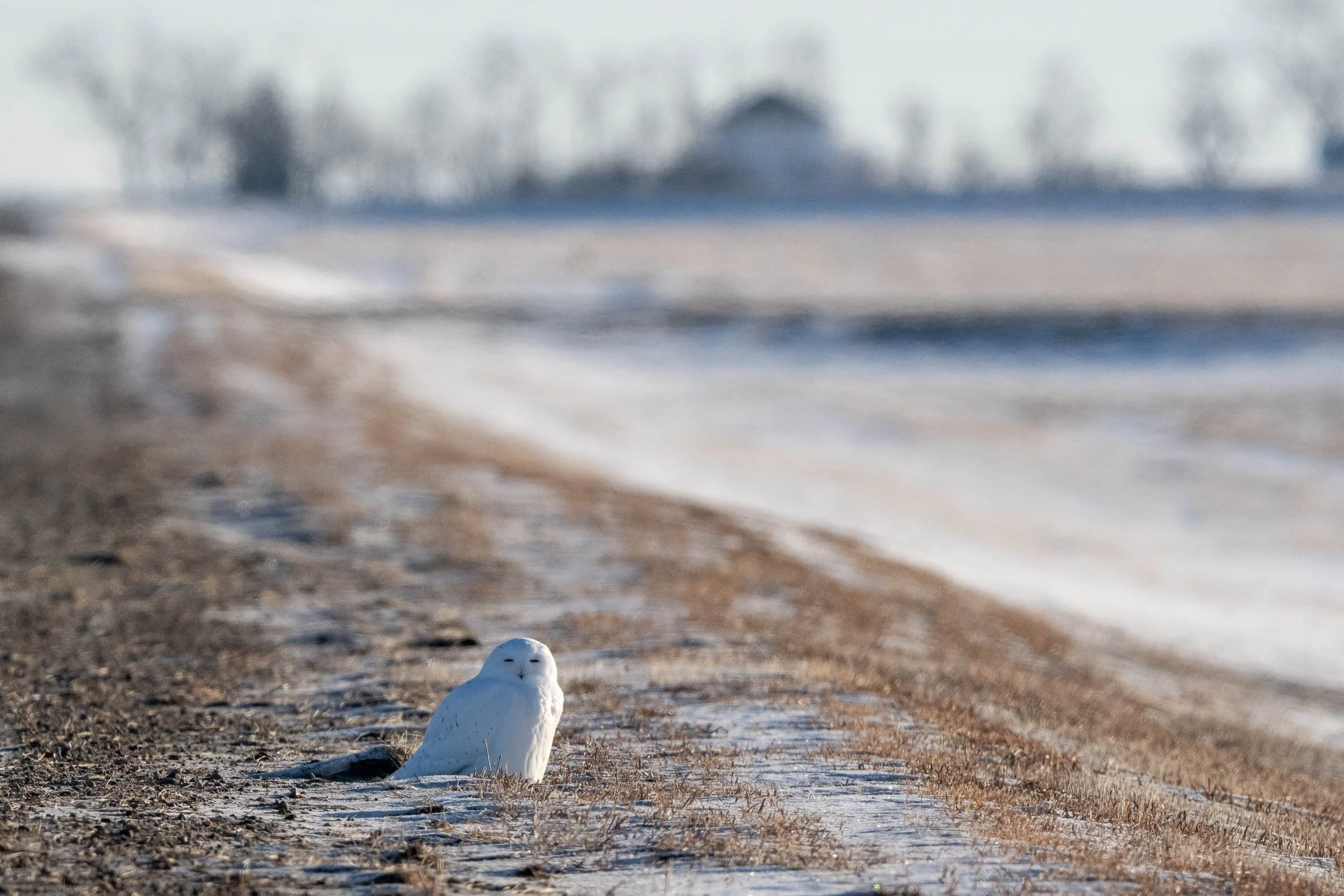 snowy owl sitting at the side of the road in the early morning sunshine