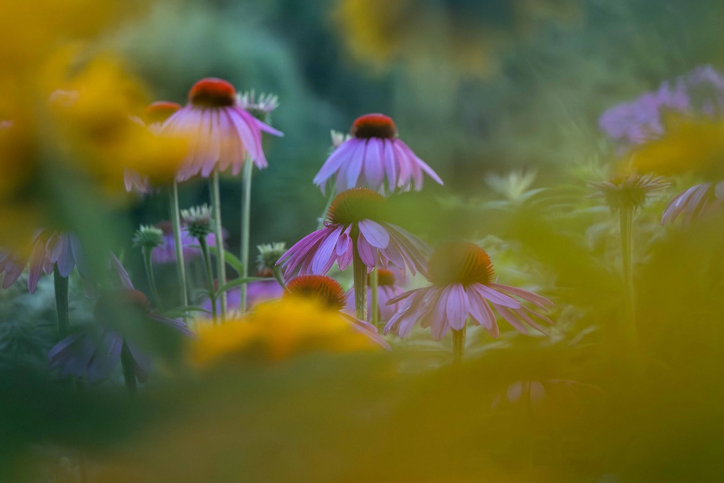 purple coneflowers viewed through a patch of black eyed Susans