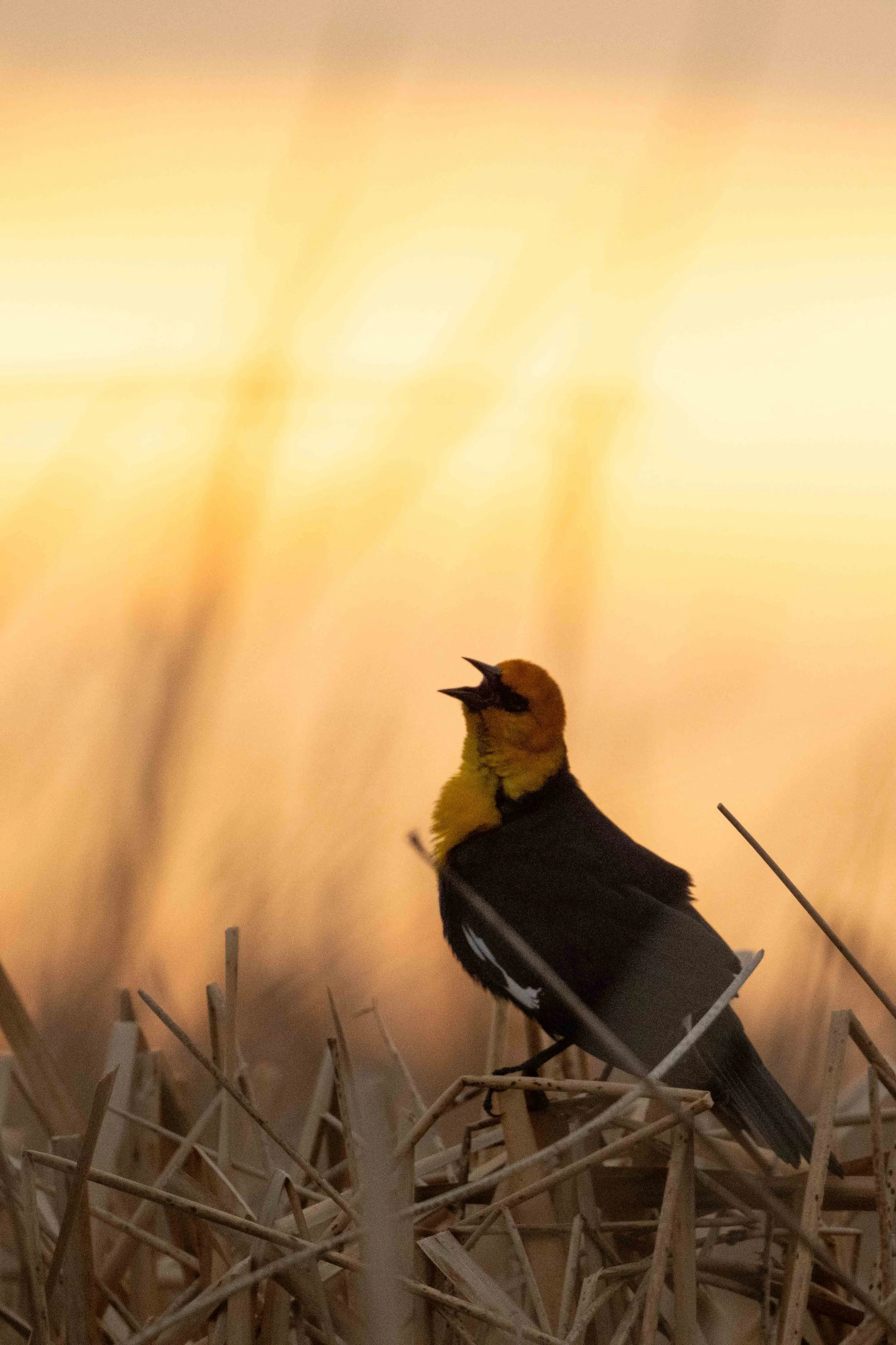 Yellow Headed Blackbird singing in the early morning sunrise light