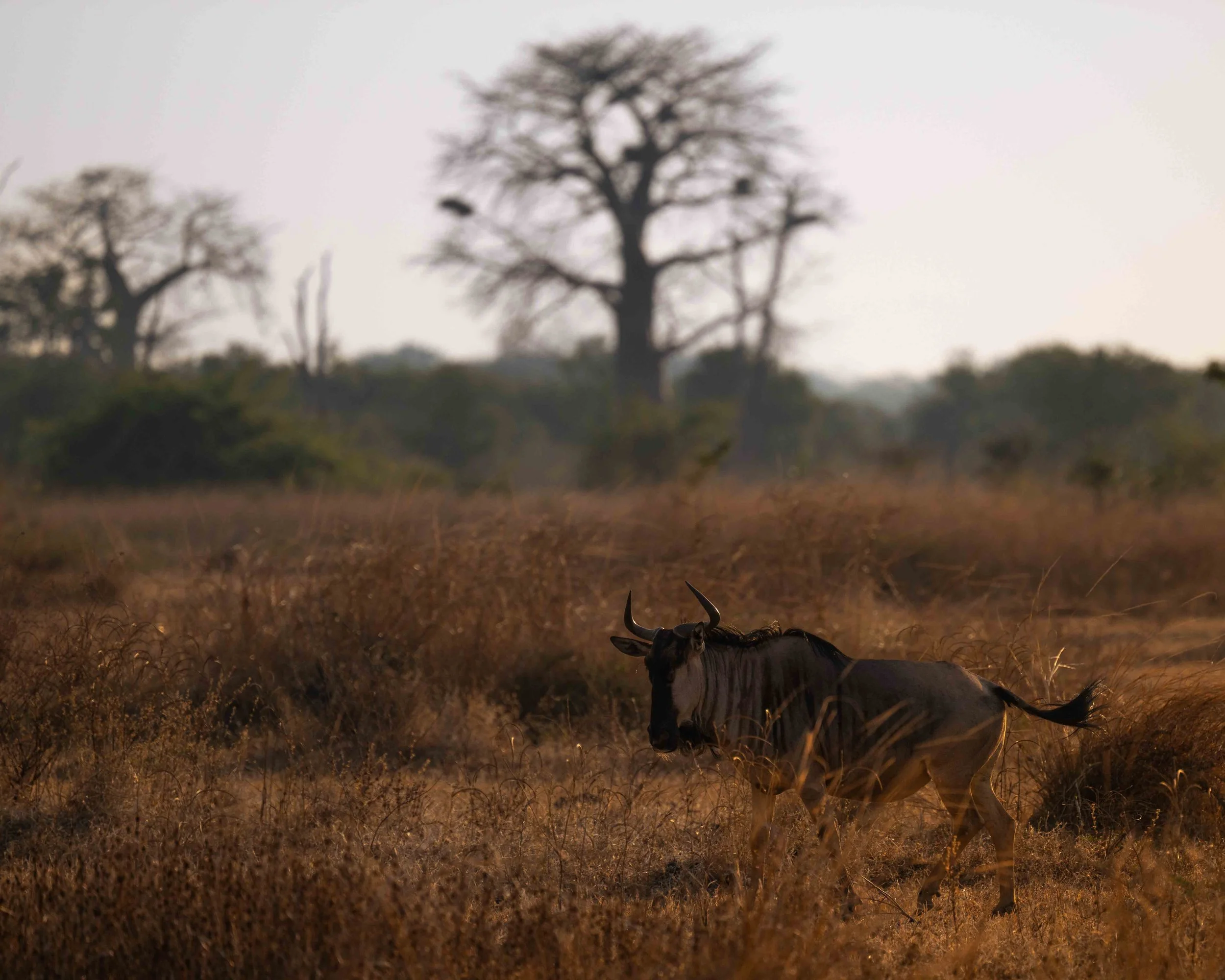 zambia - June 10 - IMG_00022.jpg