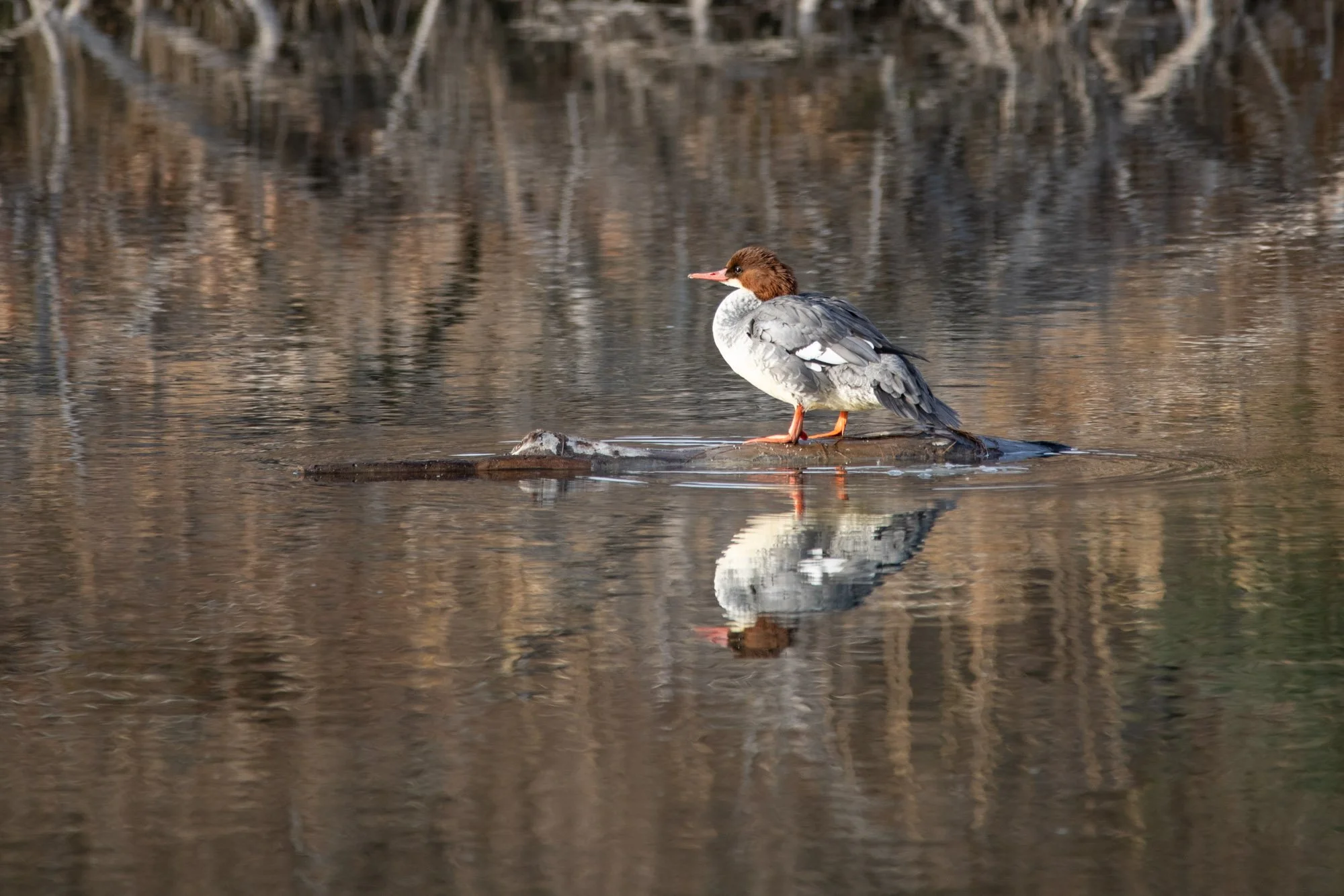 common merganser and reflection at Inglewood Bird Sanctuary