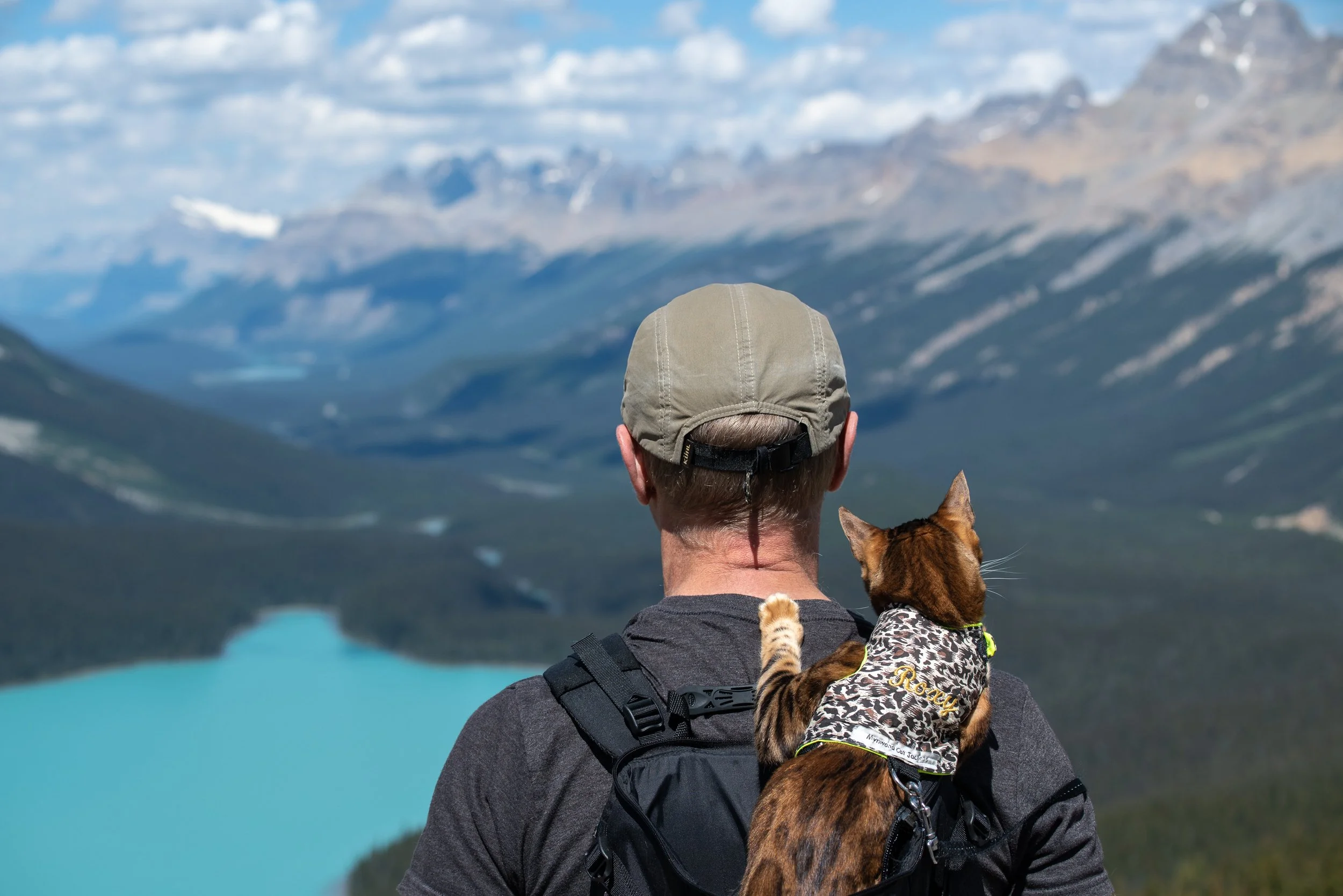 Image of Roxy the Bengal cat enjoying a mountain hike.