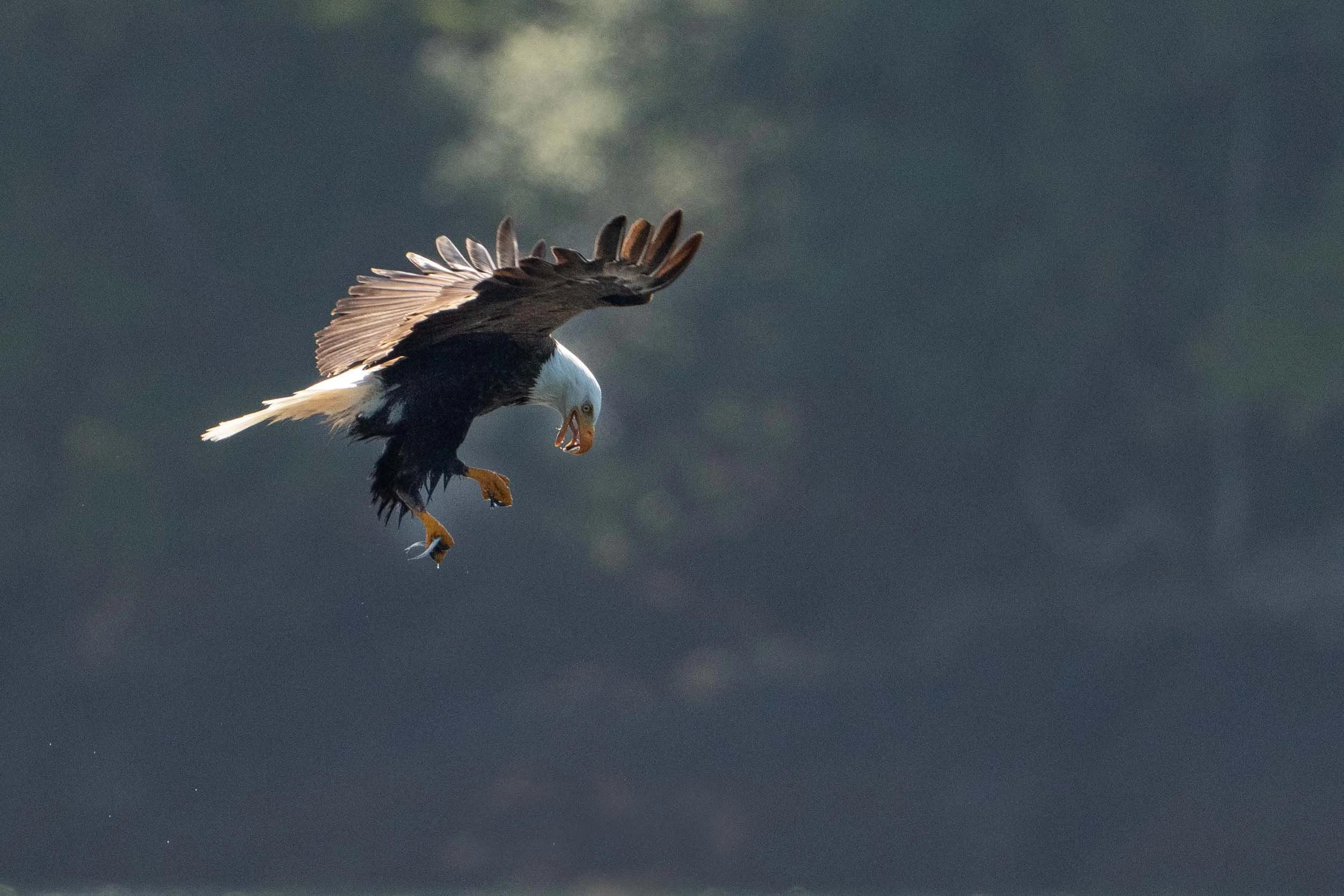 Bald eagle eating fish in flight.
