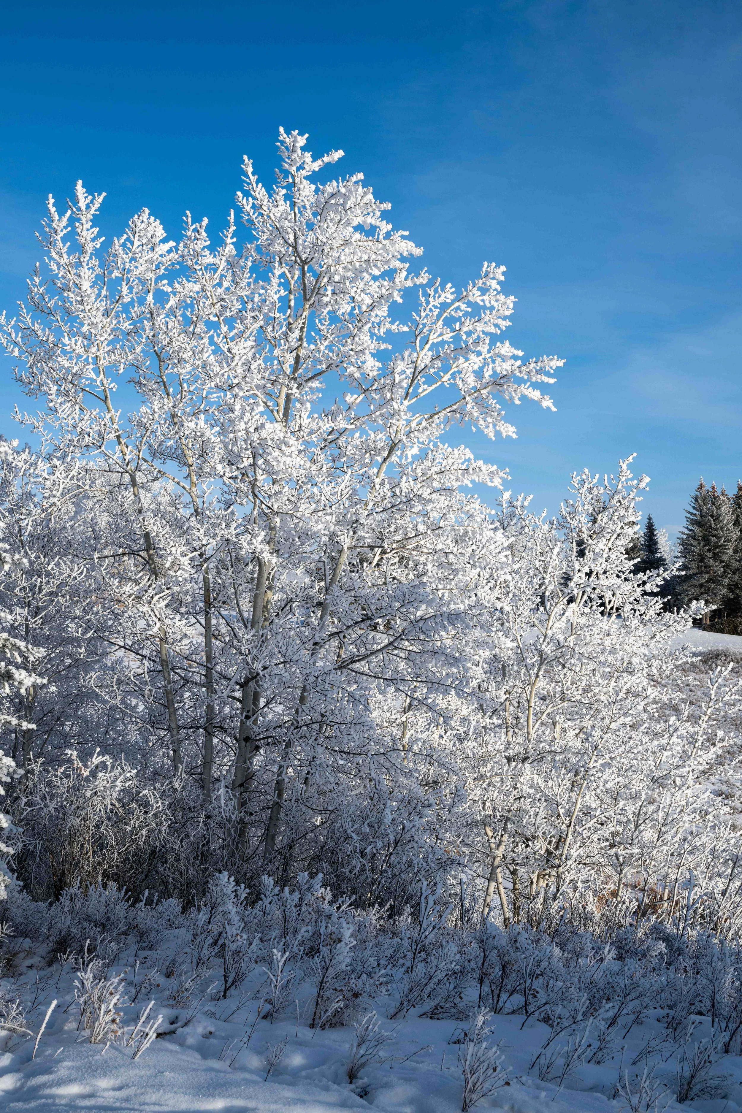 Hoar frost paints the landscape amazing