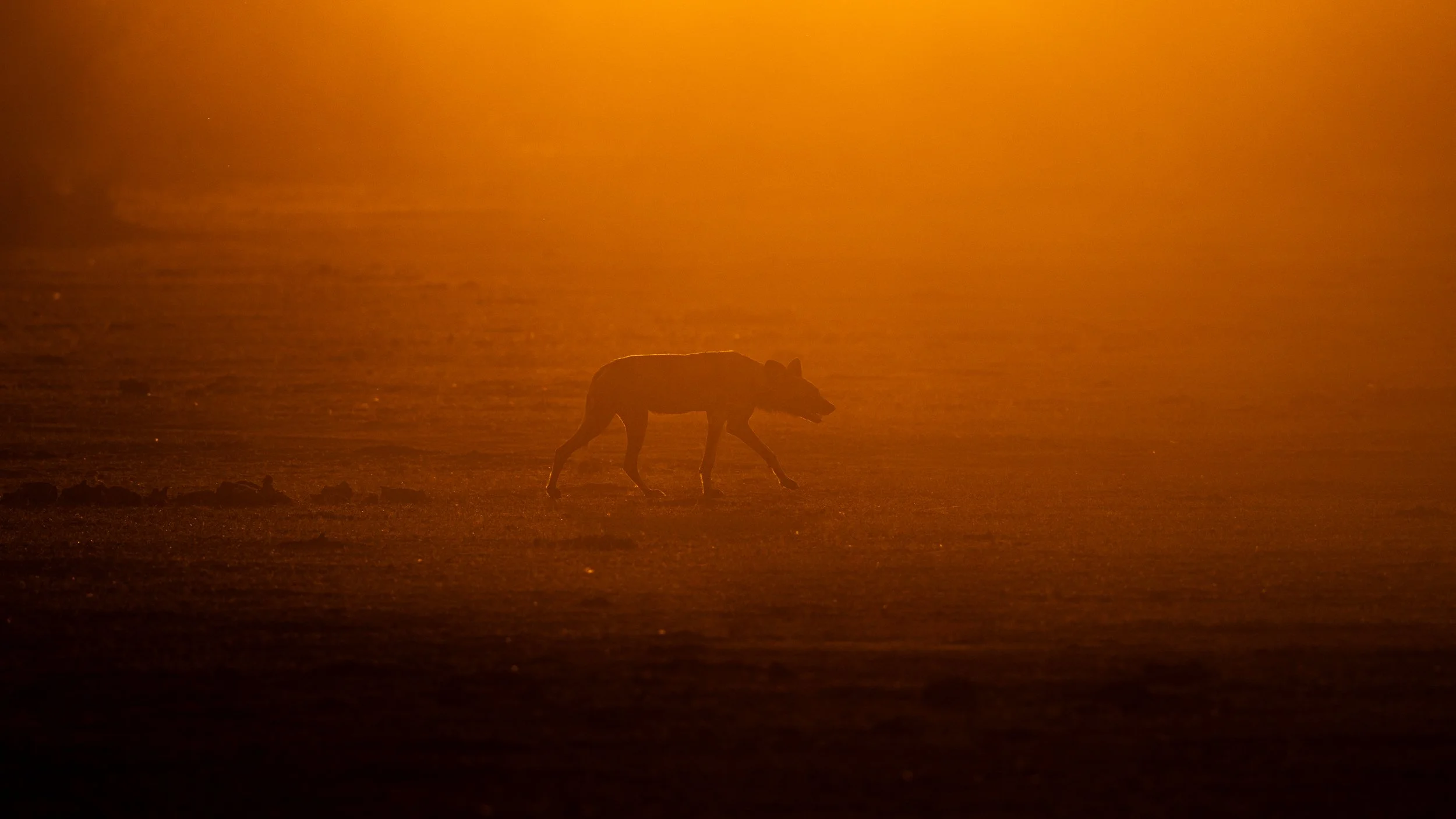 backlight processed.jpg