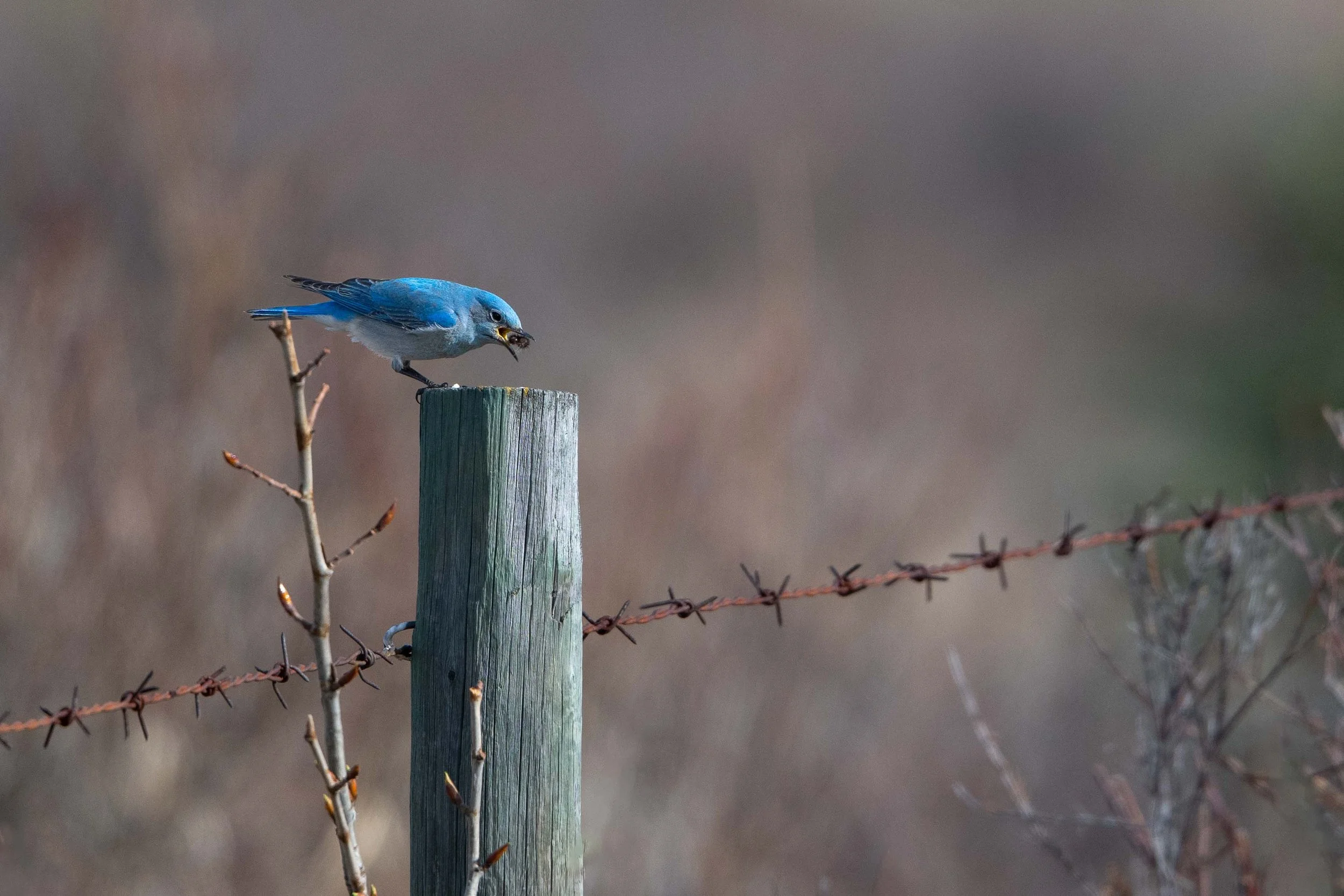 male mountain bluebird eating a caterpillar