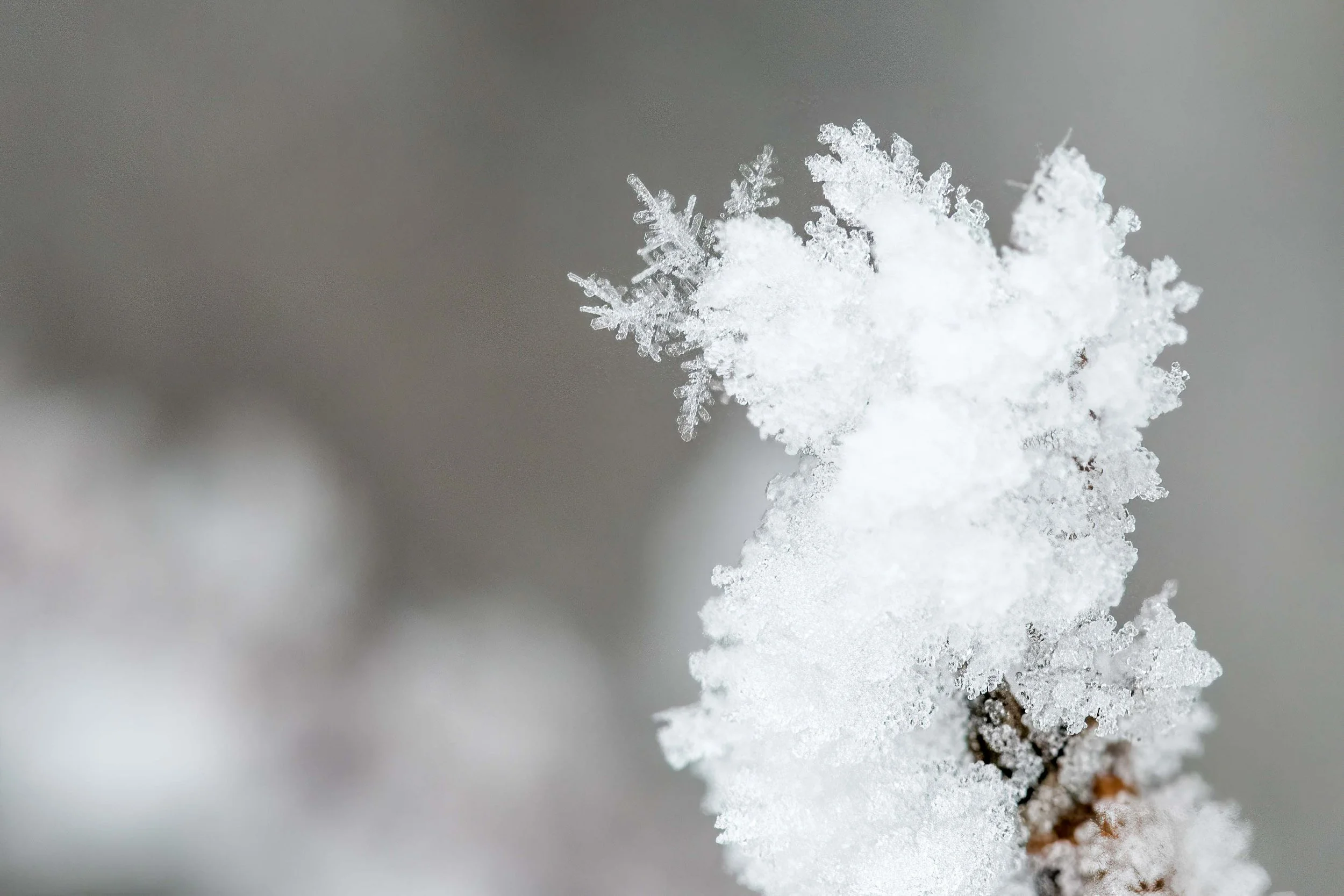 macro image of ice crystals formed on tree branches