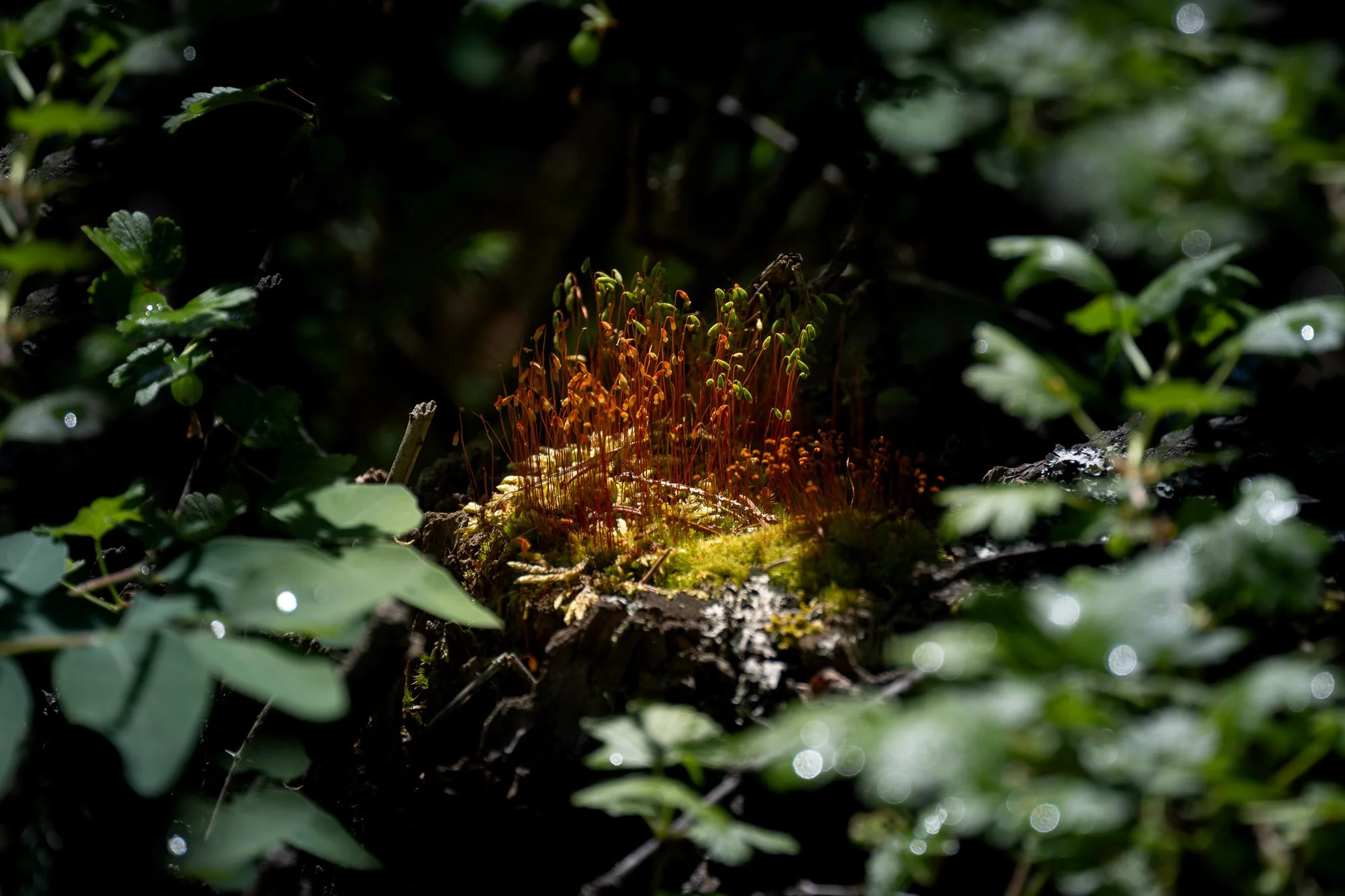 Liminal Spaces