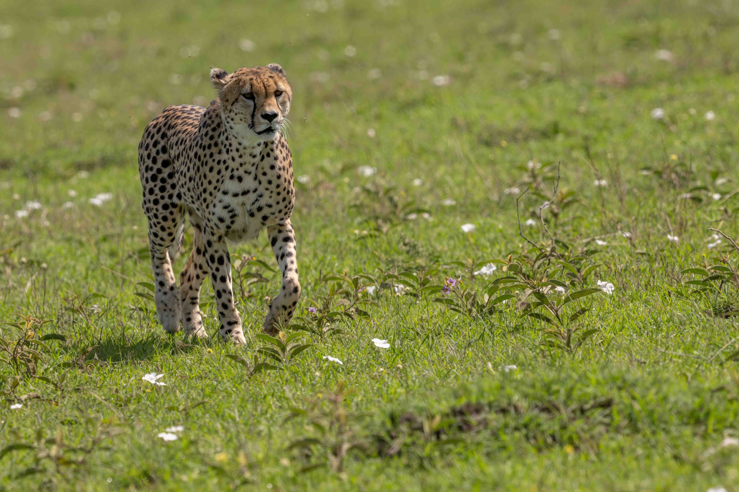 A male cheetah trotting across a meadow in search of food.