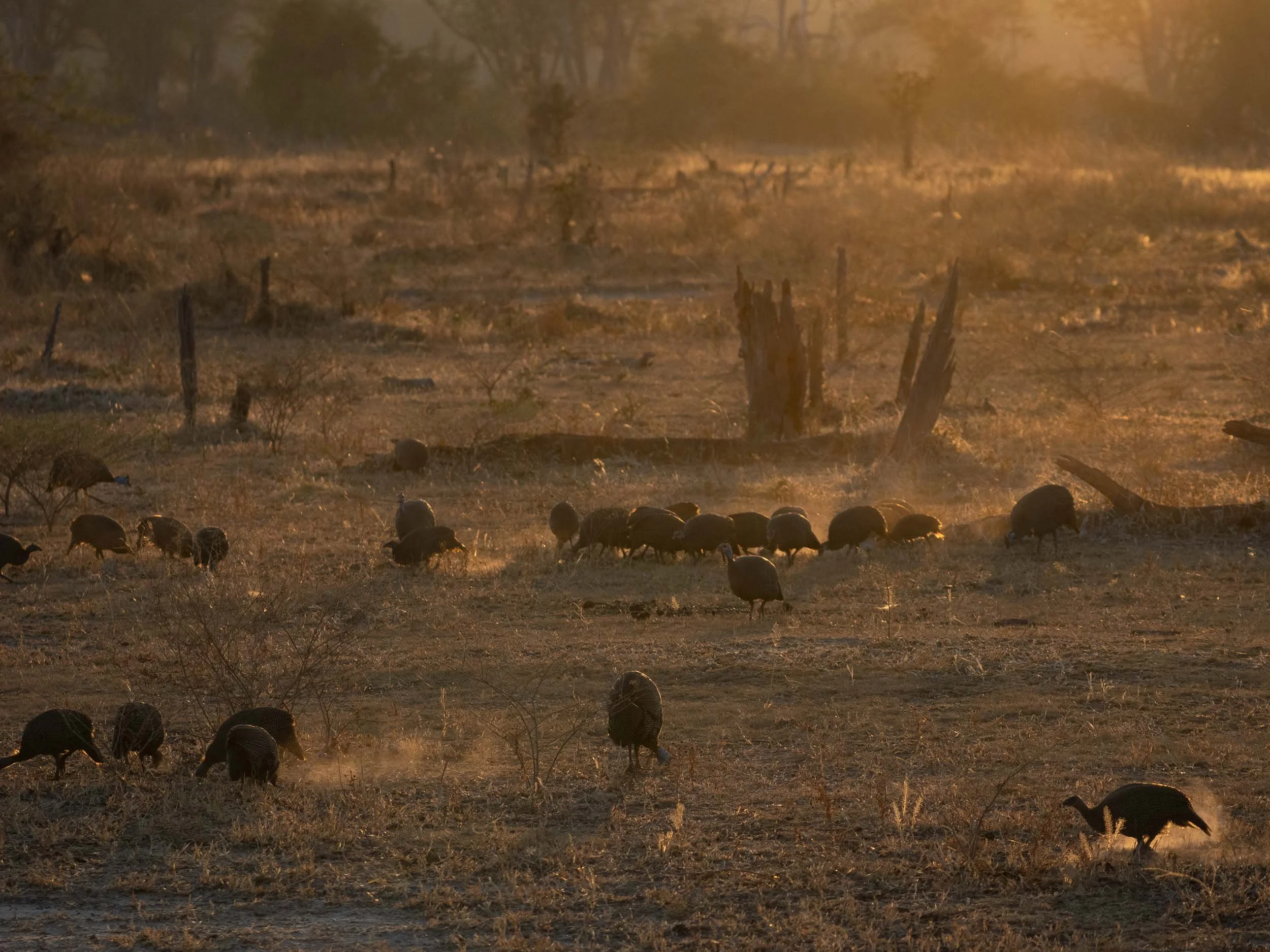guinea fowl dusting the ground looking for food in the early morning light