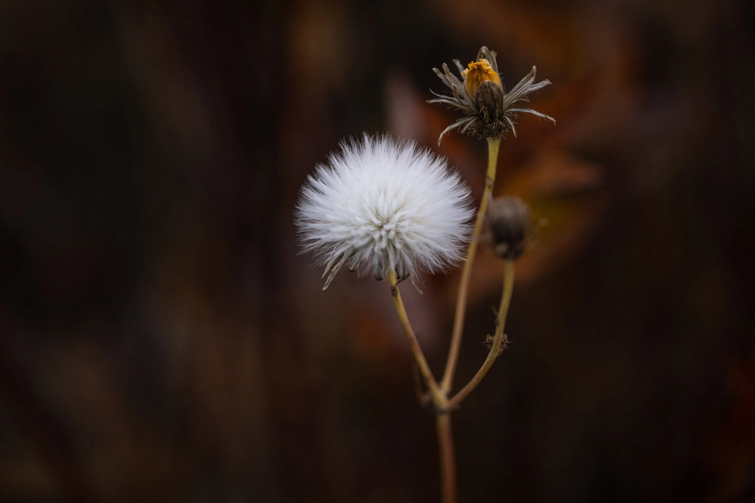 Early spring wildflowers