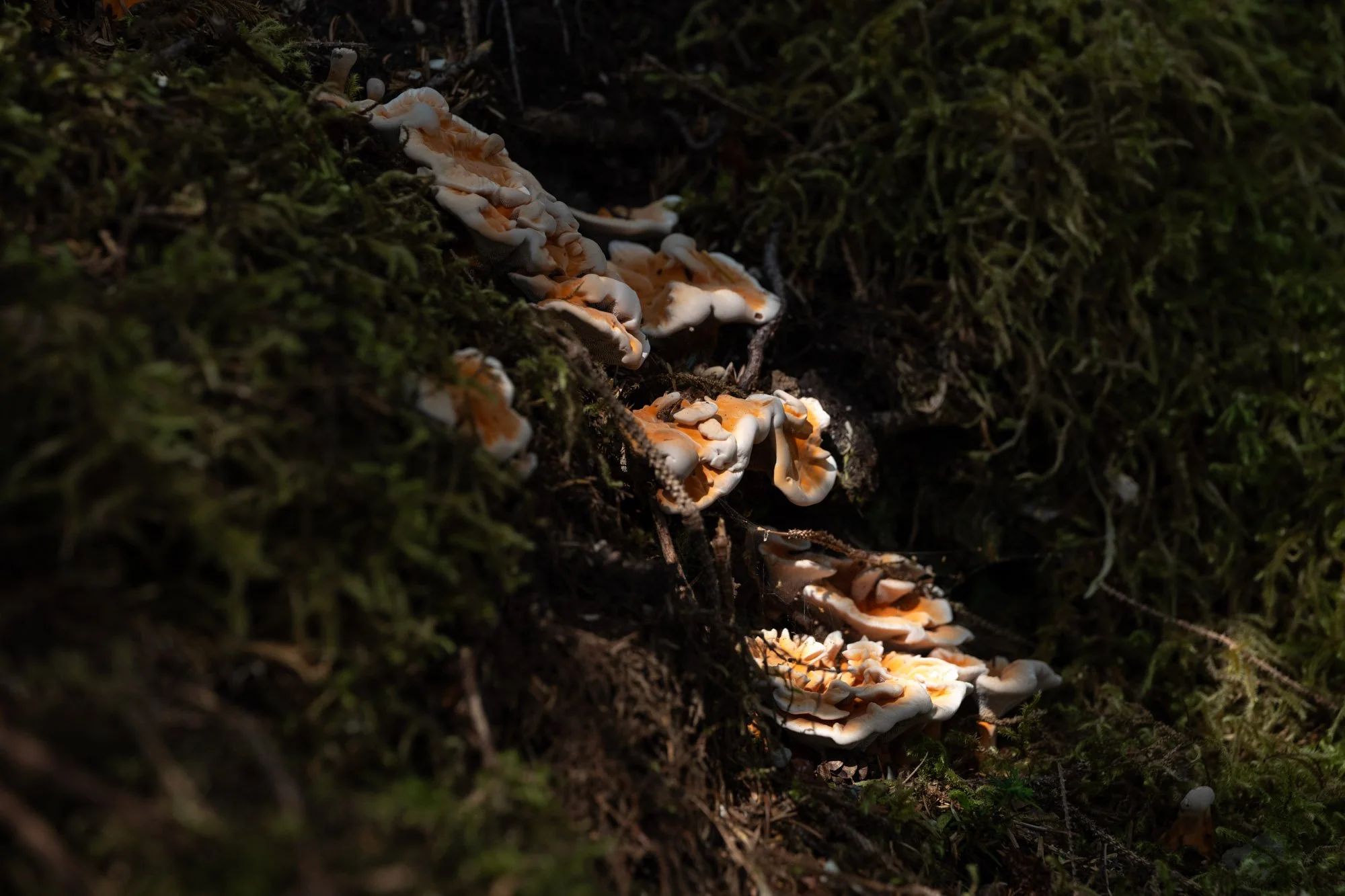 The coming of European traders marked a shift in Haida life