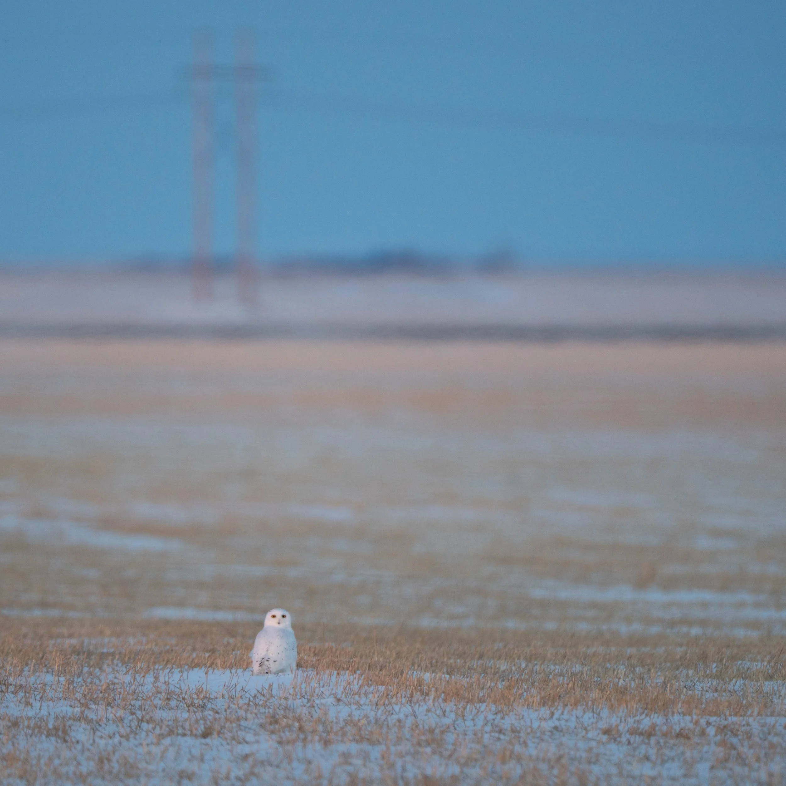 male snowy owl in a canola field in the prairies