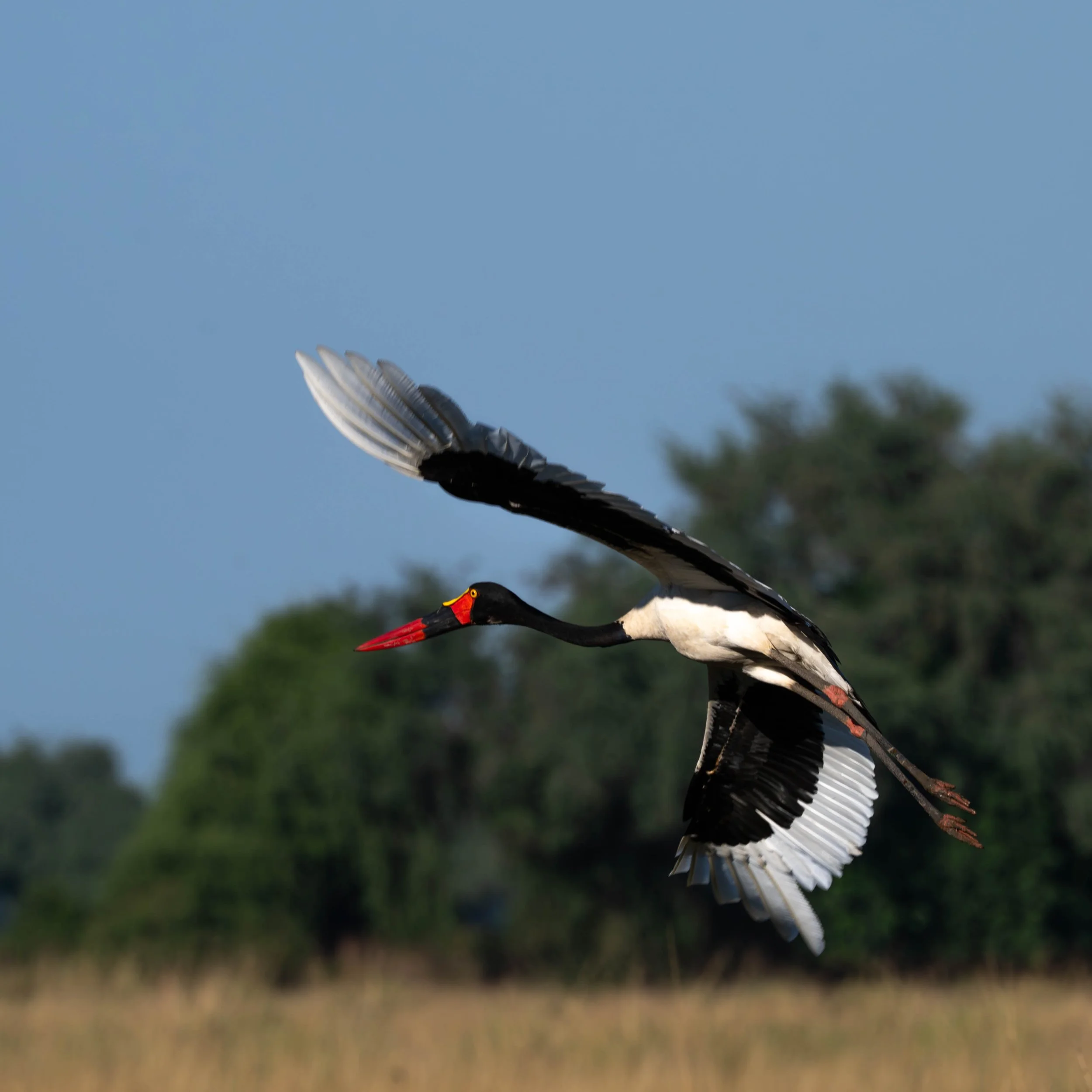 zambia - June 19 - IMG_00008.jpg