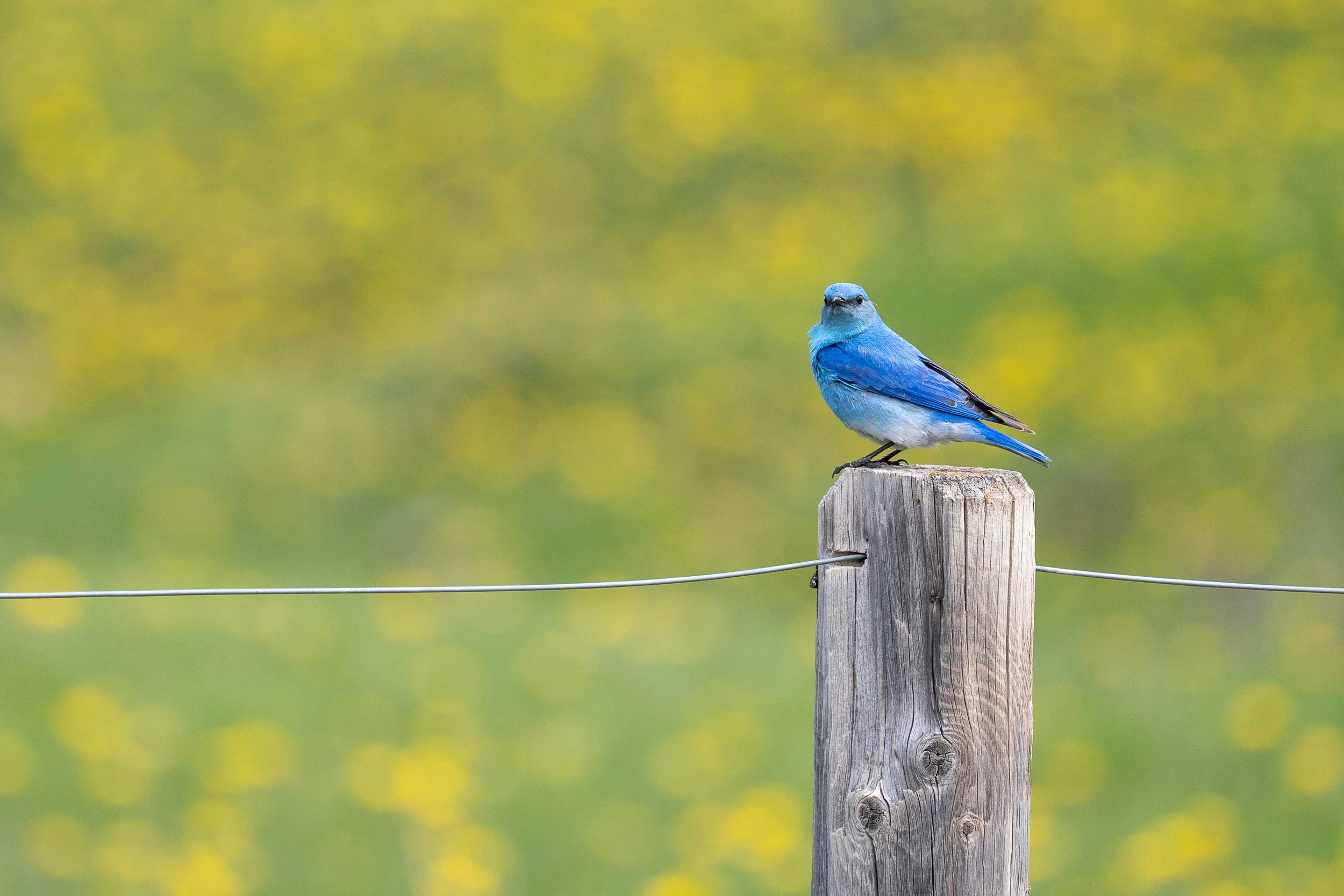 male mountain bluebird against a backdrop of dandelions