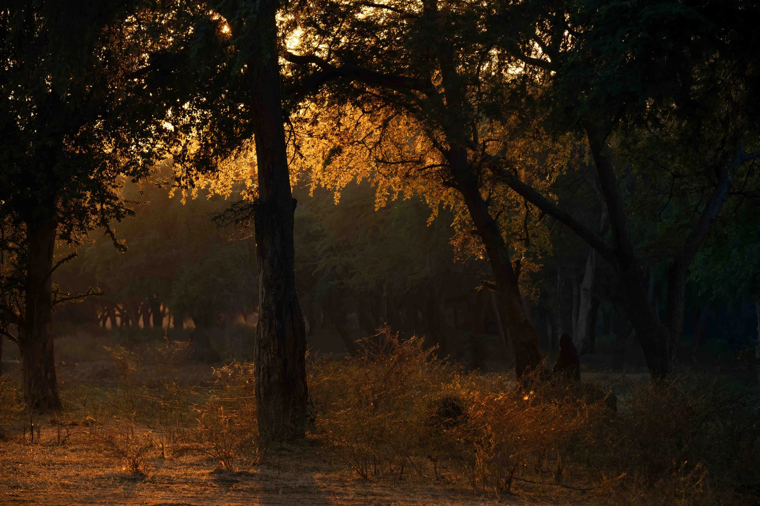 Winterthorn forest in the Lower Zambezi, Zambia