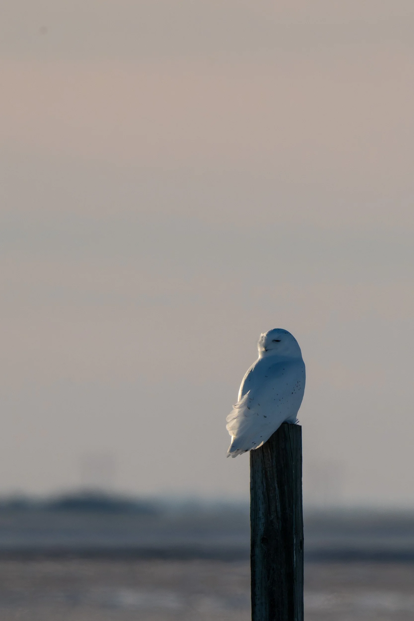 male snowy owl on a post