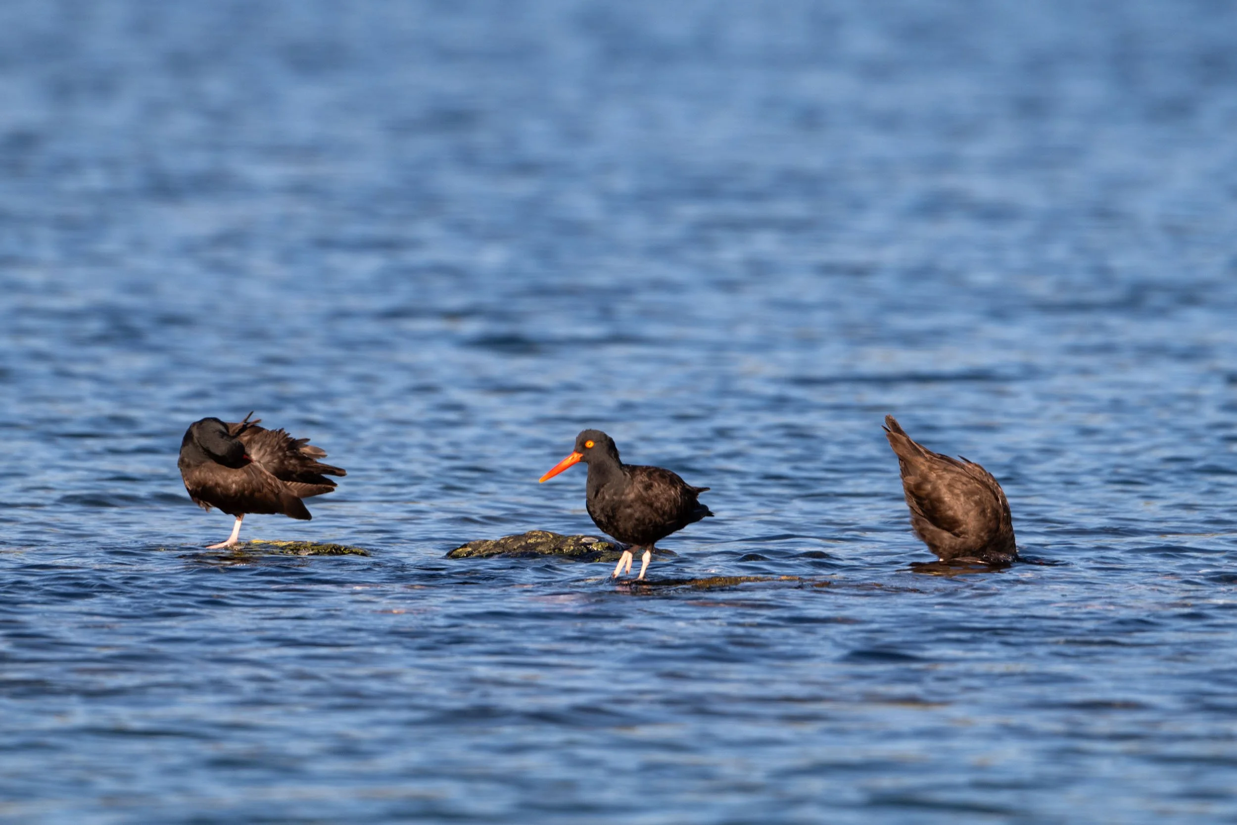Oyster Catchers.