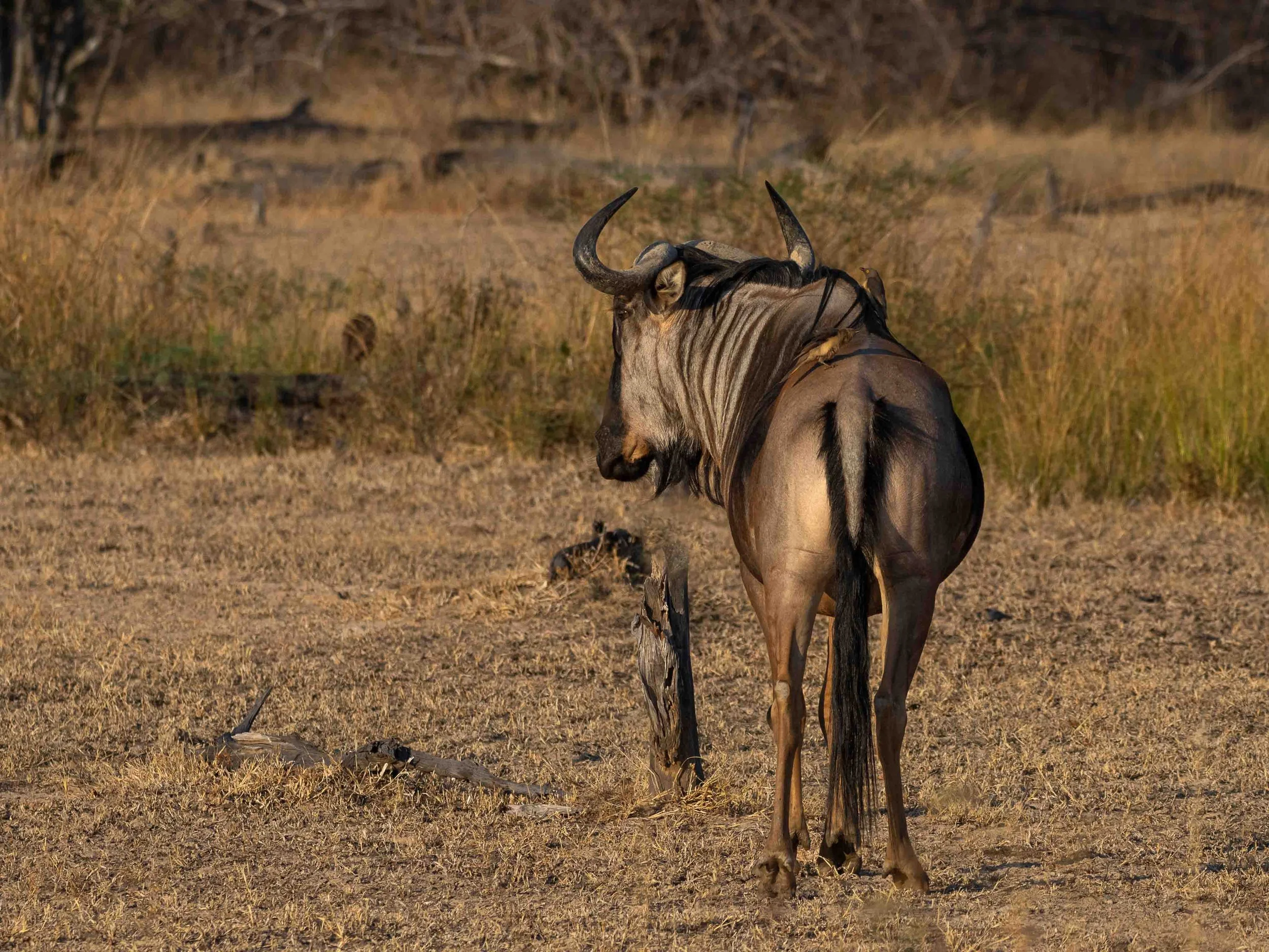 zambia - June 08 - IMG_00008-2.jpg