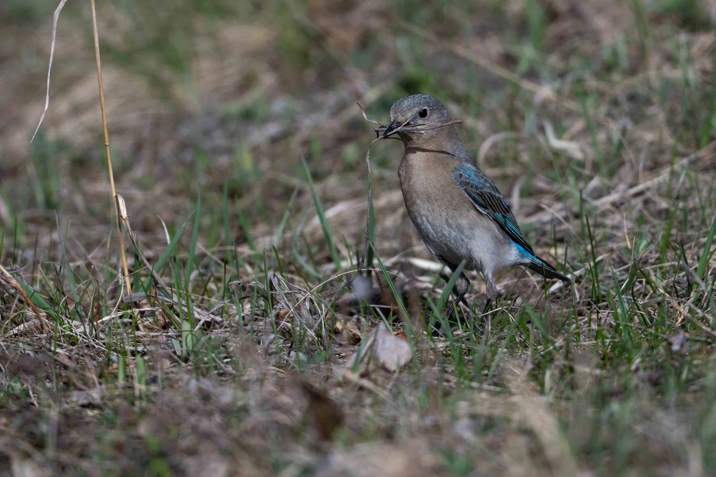 female mountain bluebird gathering grasses for nest building