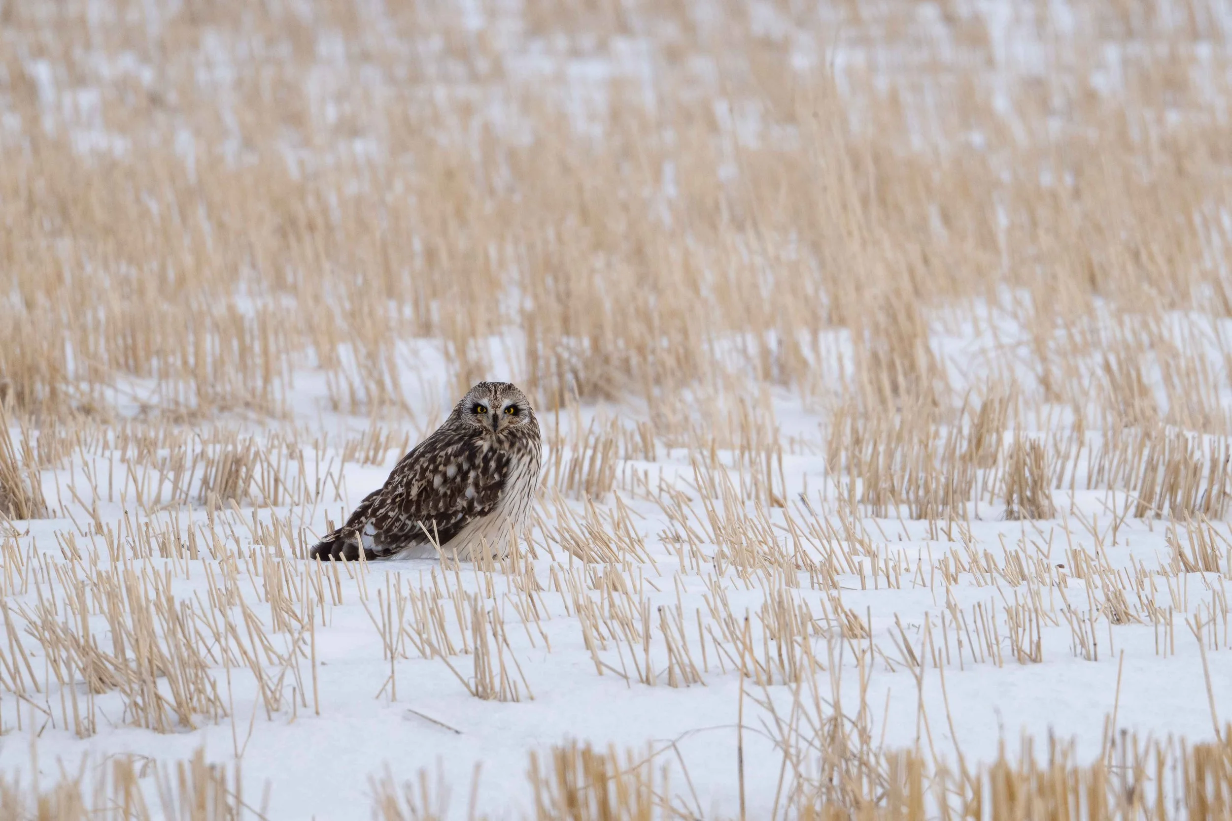 short eared owl hunting in the late afternoon