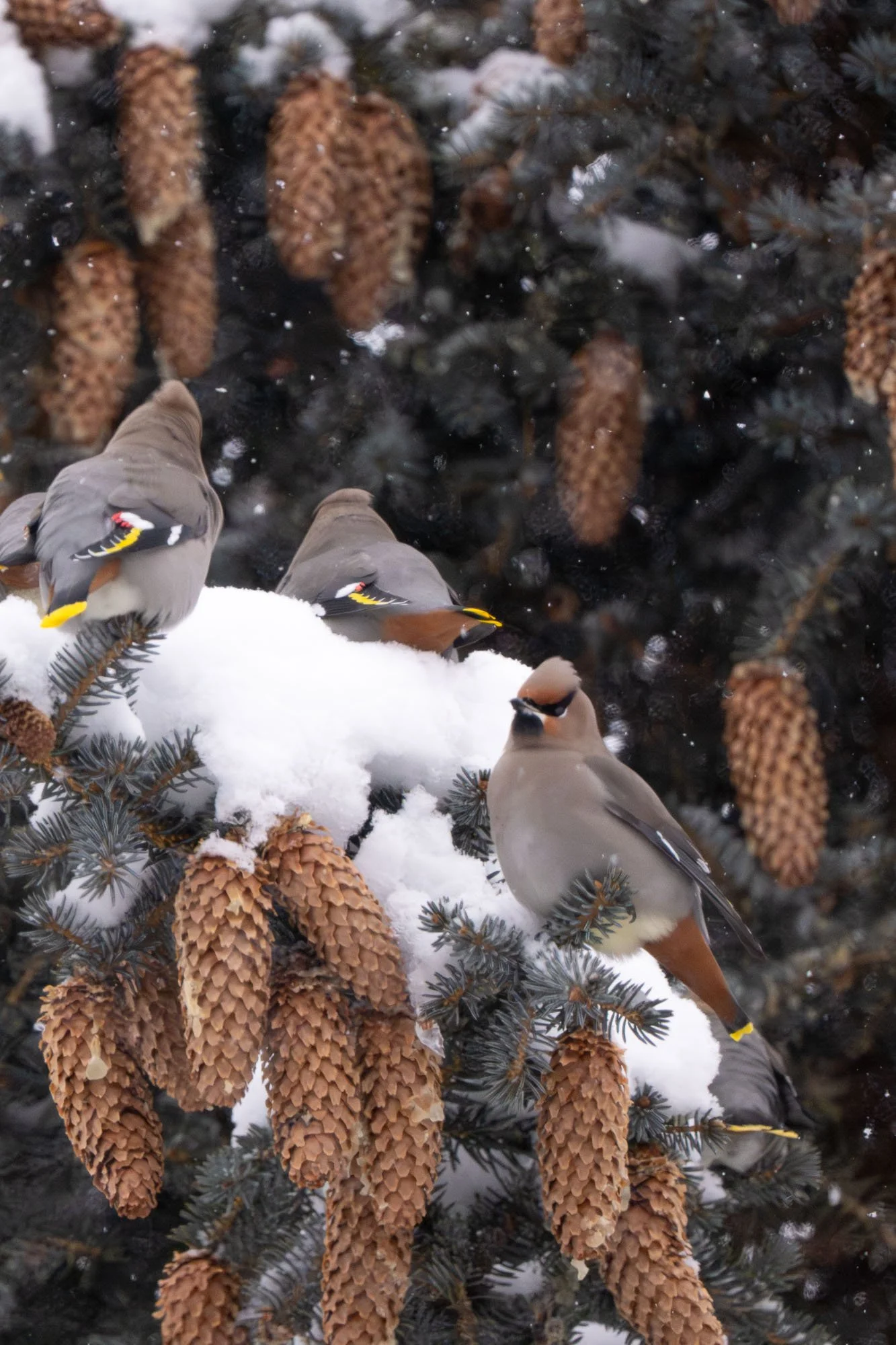 Bohemian waxwings in a blue spruce tree