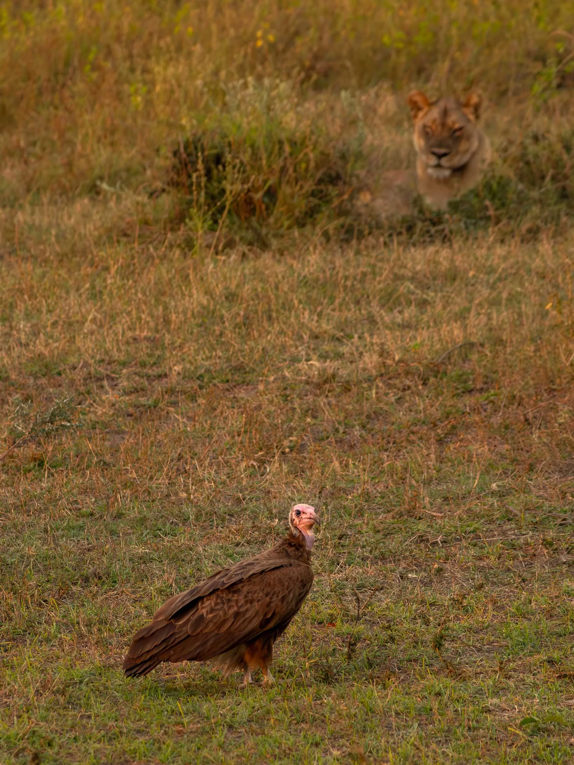 A hooded vulture eyeing up a zebra carcass and being tracked by a lioness